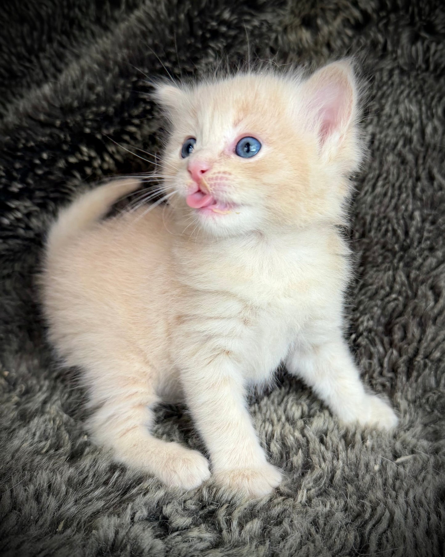 Ginger snap  - MALE  - Flame/cream solid