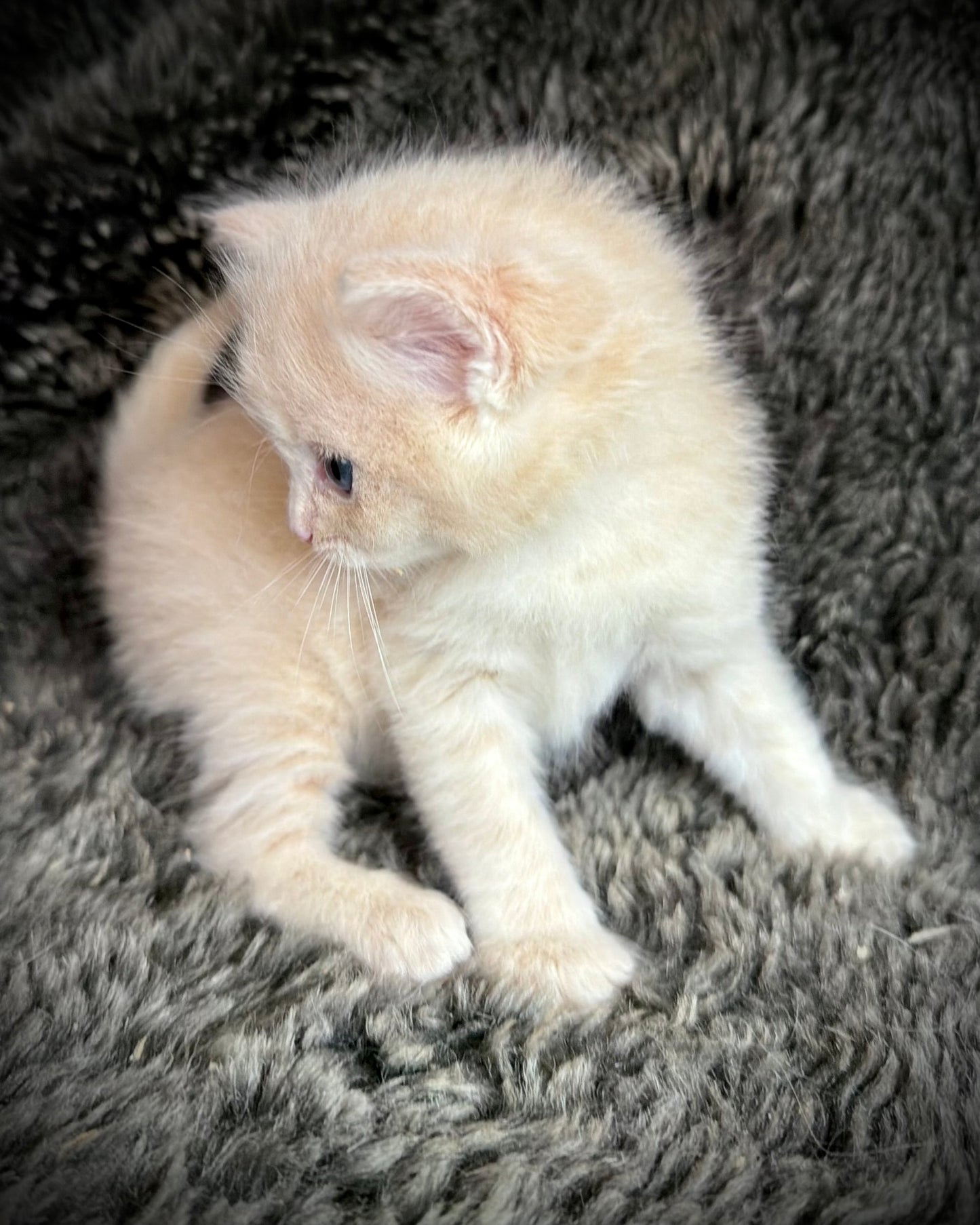 Ginger snap  - MALE  - Flame/cream solid