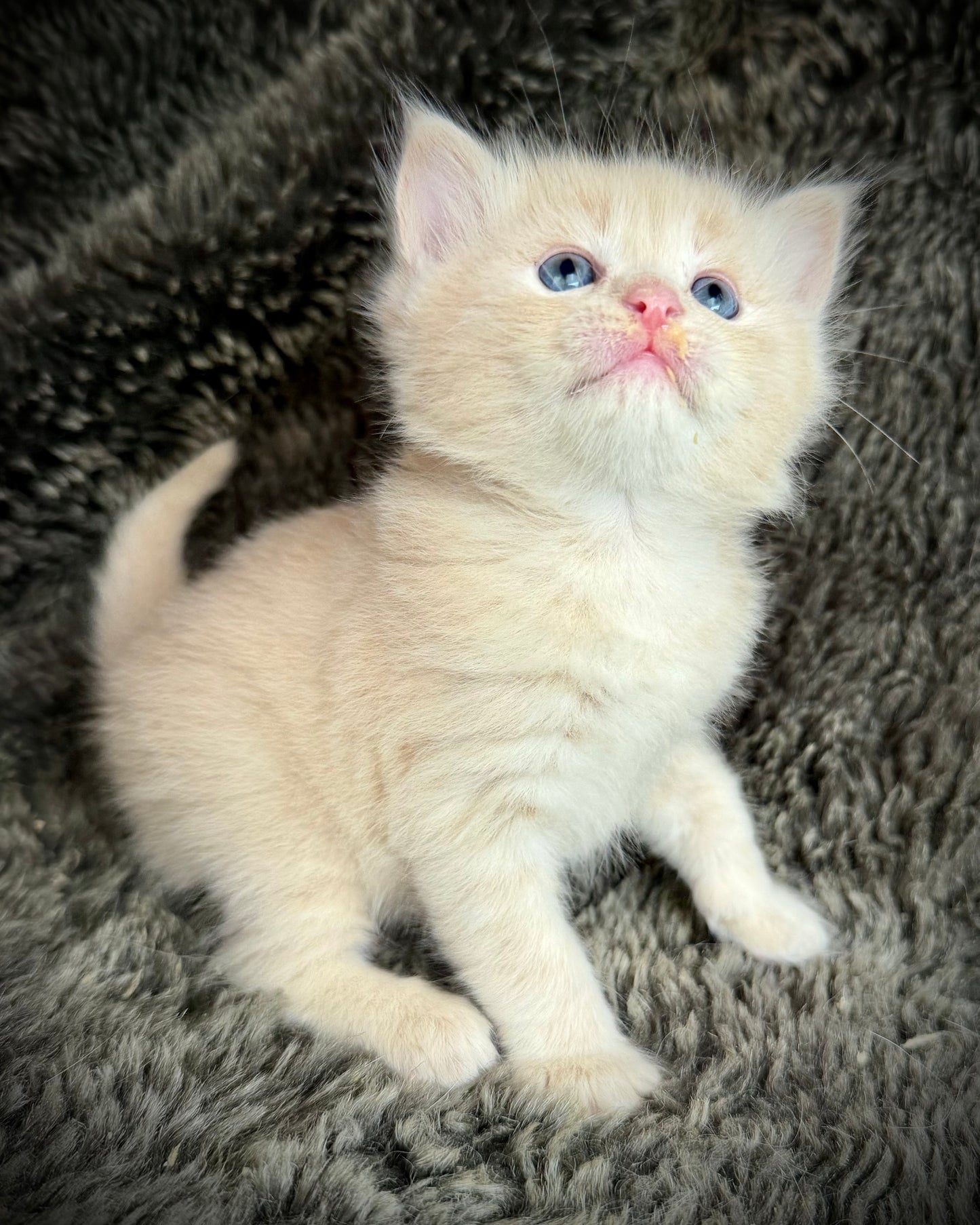 Ginger snap  - MALE  - Flame/cream solid