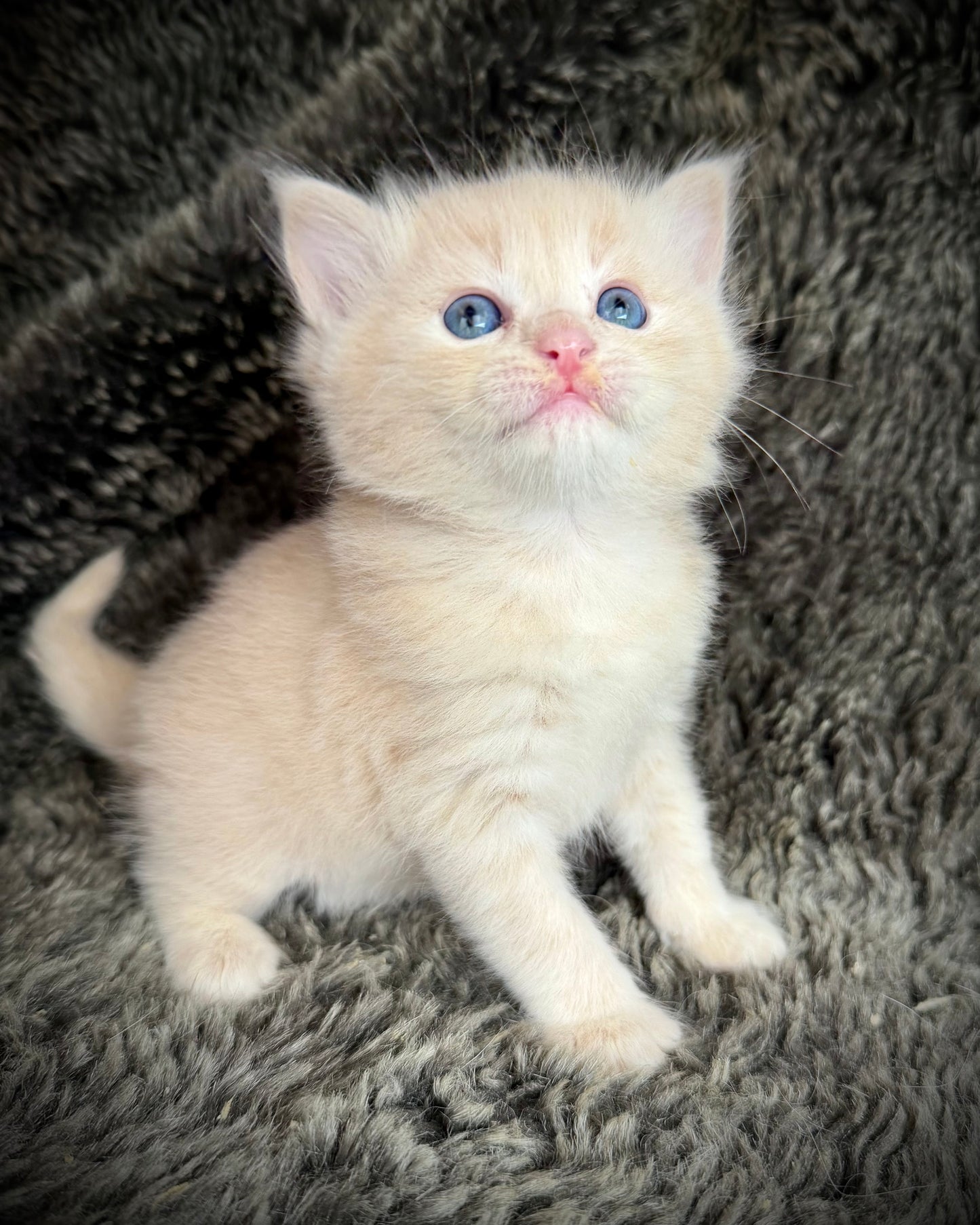 Ginger snap  - MALE  - Flame/cream solid