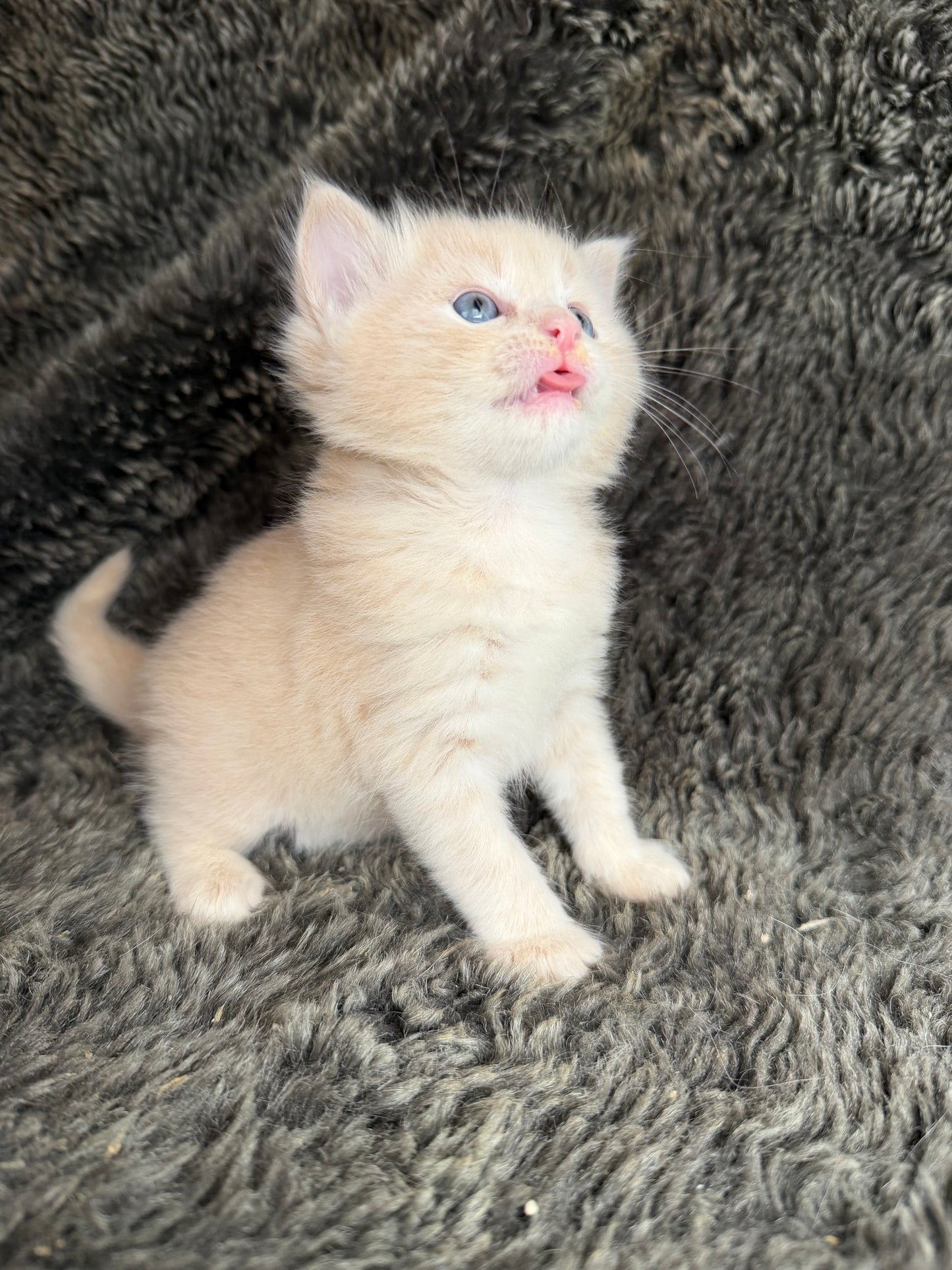 Ginger snap  - MALE  - Flame/cream solid