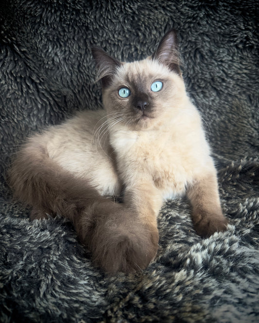 Bon Bon - Sepia Seal  - FEMALE - AVAILABLE 8/2/25