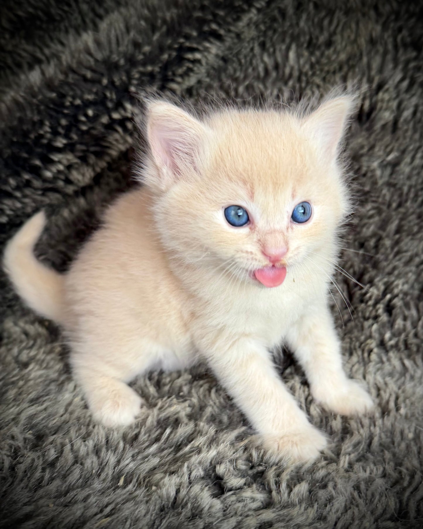 Ginger snap  - MALE  - Flame/cream solid
