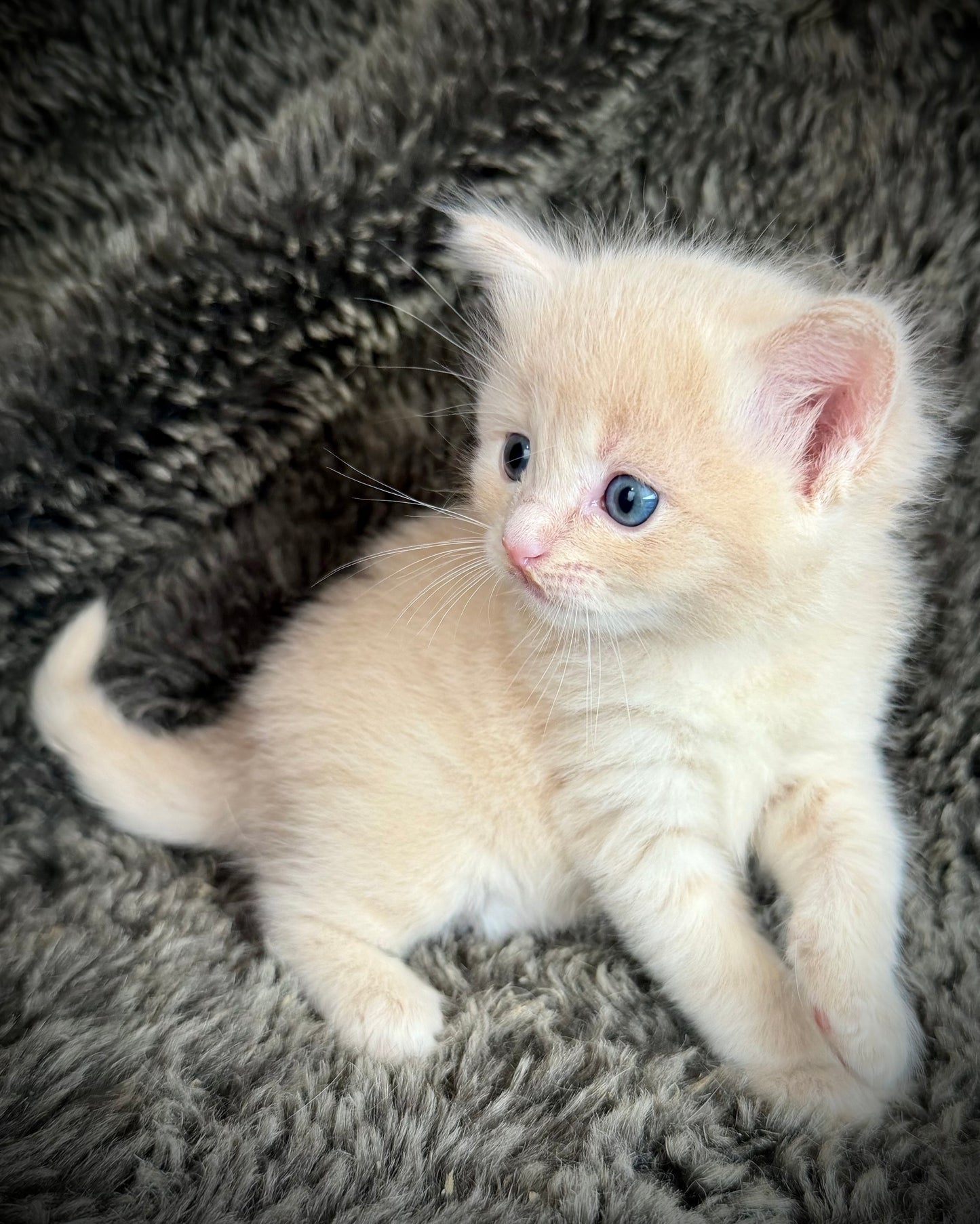 Ginger snap  - MALE  - Flame/cream solid