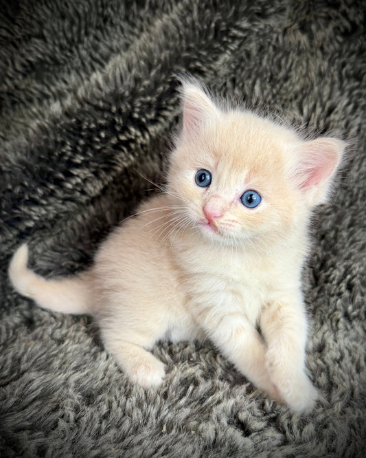 Ginger snap  - MALE  - Flame/cream solid