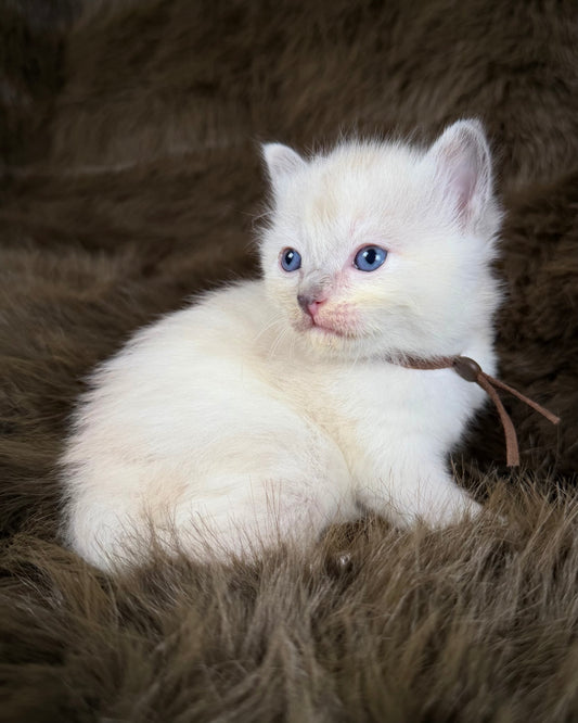 Lyra - Seal Sepia tortie mitted - CHERUBIM  FEMALE