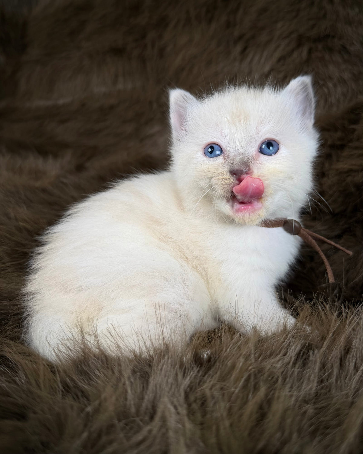 Lyra - Seal Sepia tortie mitted - CHERUBIM  FEMALE
