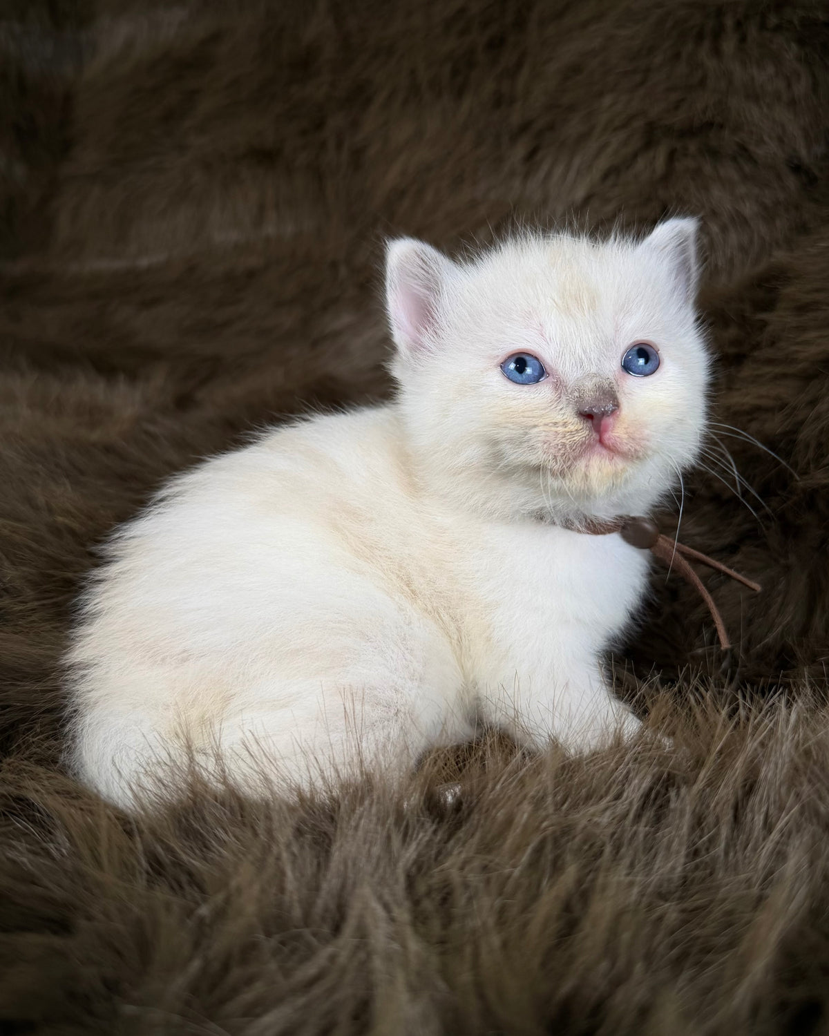 Lyra - Seal Sepia tortie mitted - CHERUBIM  FEMALE