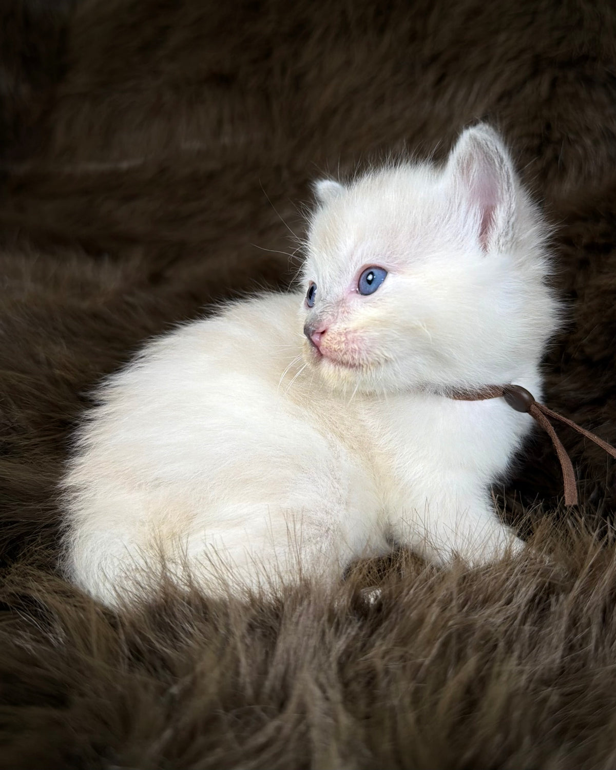 Lyra - Seal Sepia tortie mitted - CHERUBIM  FEMALE