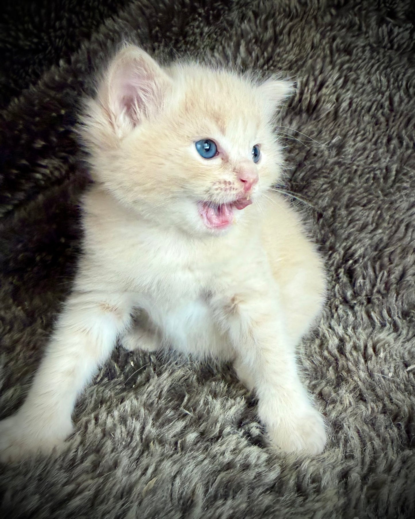 Ginger snap  - MALE  - Flame/cream solid