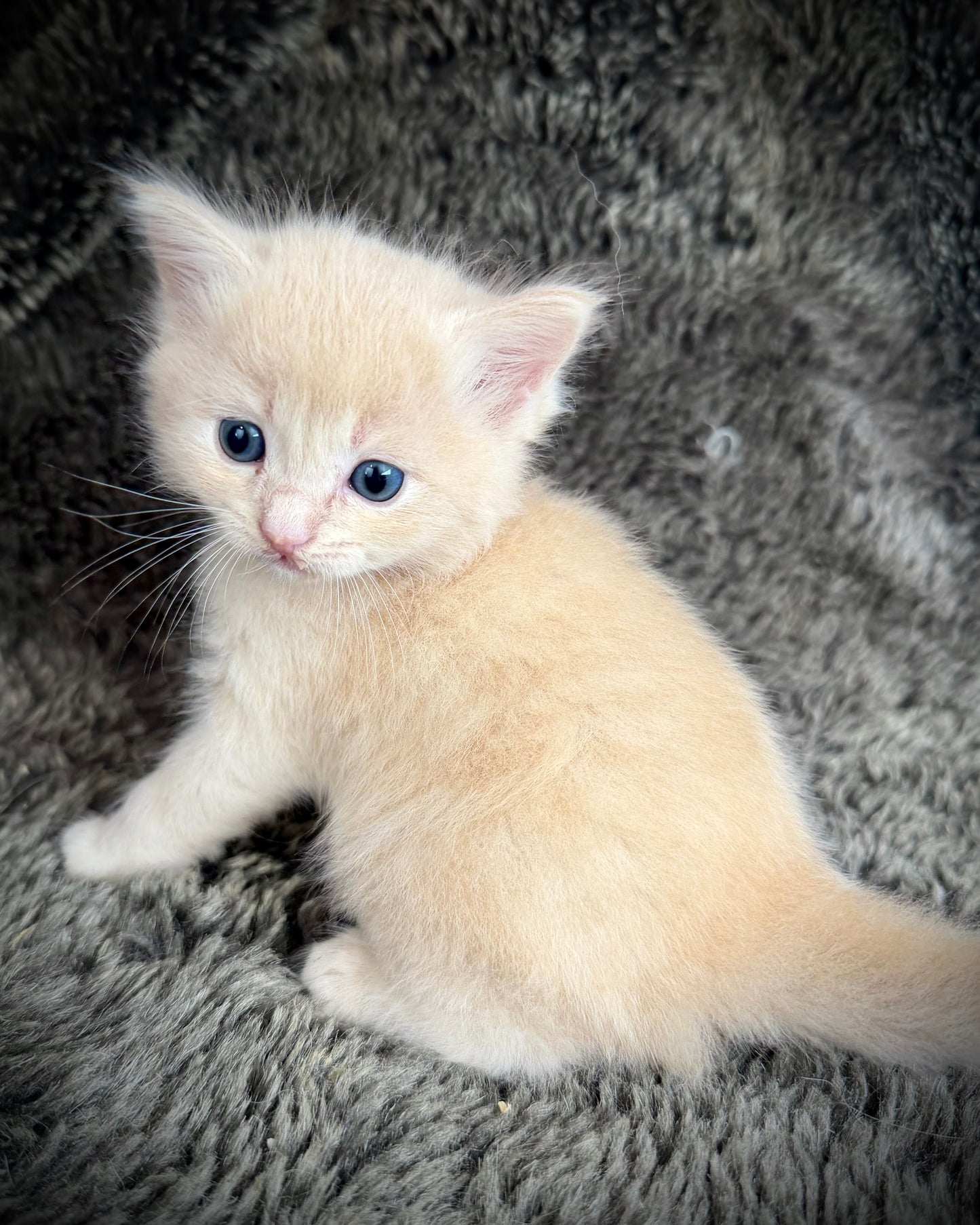Ginger snap  - MALE  - Flame/cream solid