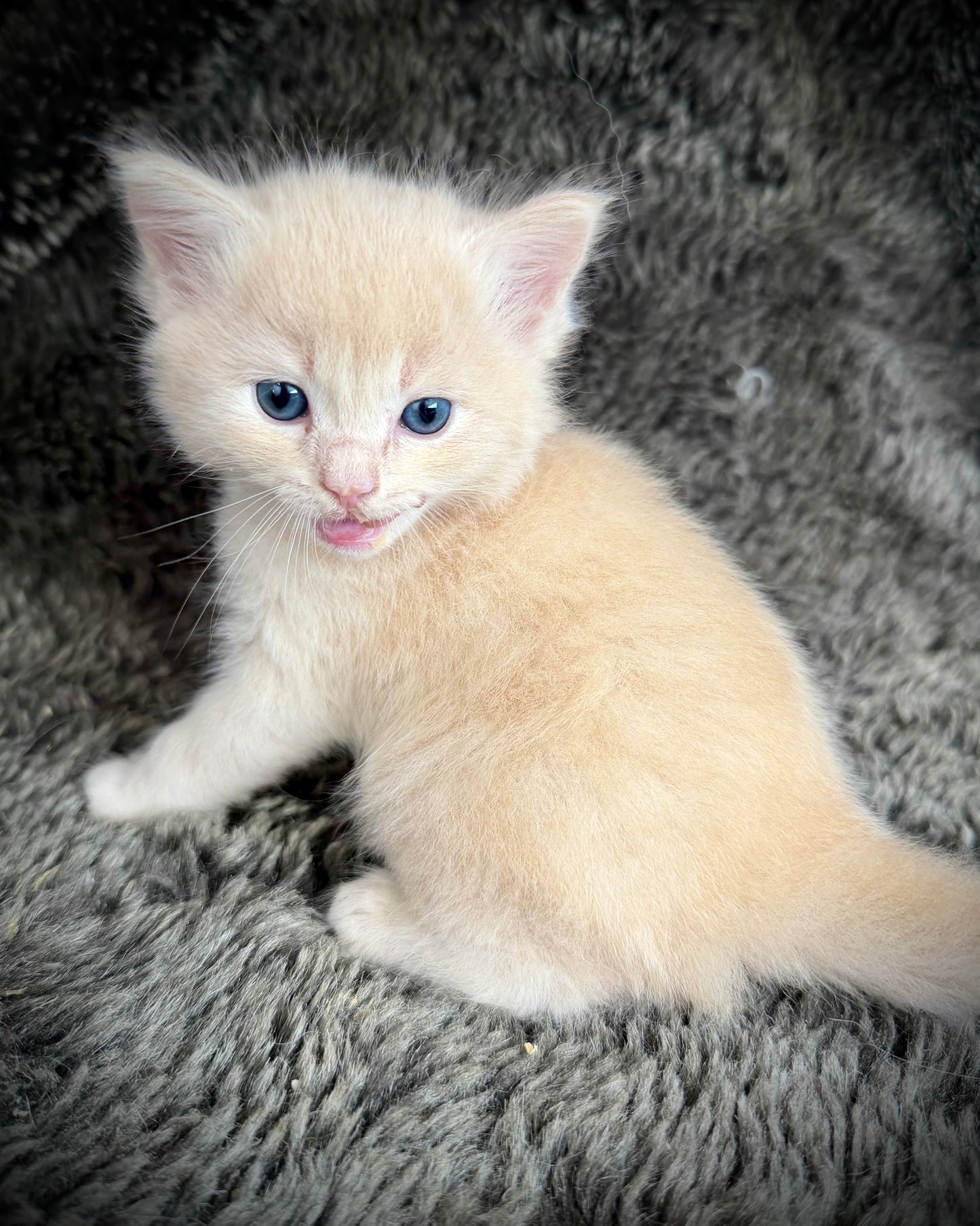 Ginger snap  - MALE  - Flame/cream solid
