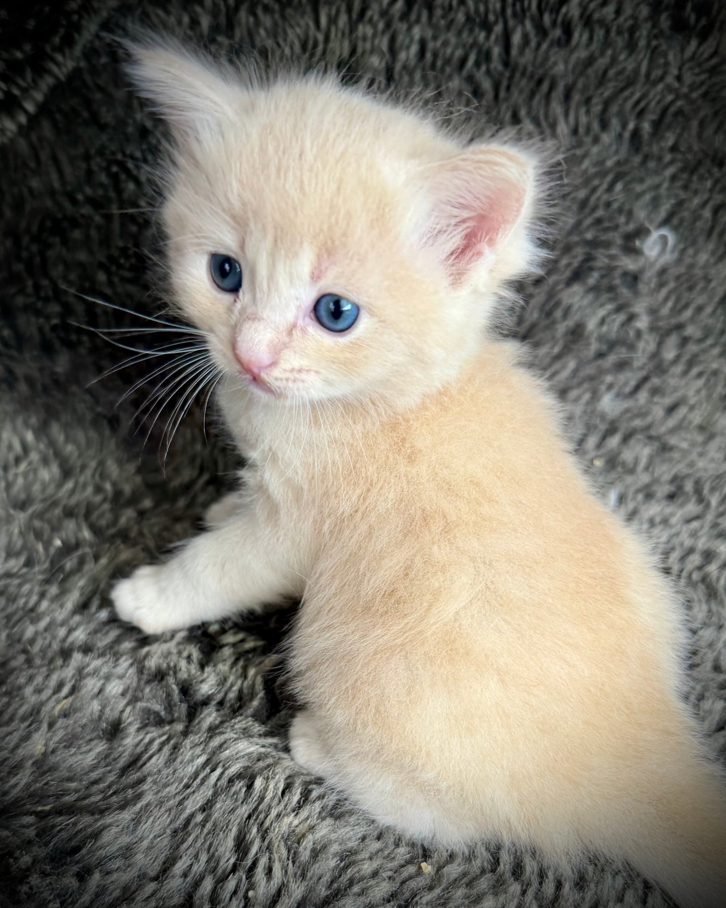 Ginger snap  - MALE  - Flame/cream solid