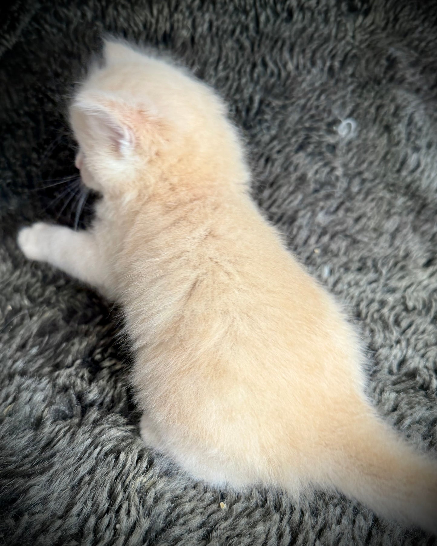 Ginger snap  - MALE  - Flame/cream solid