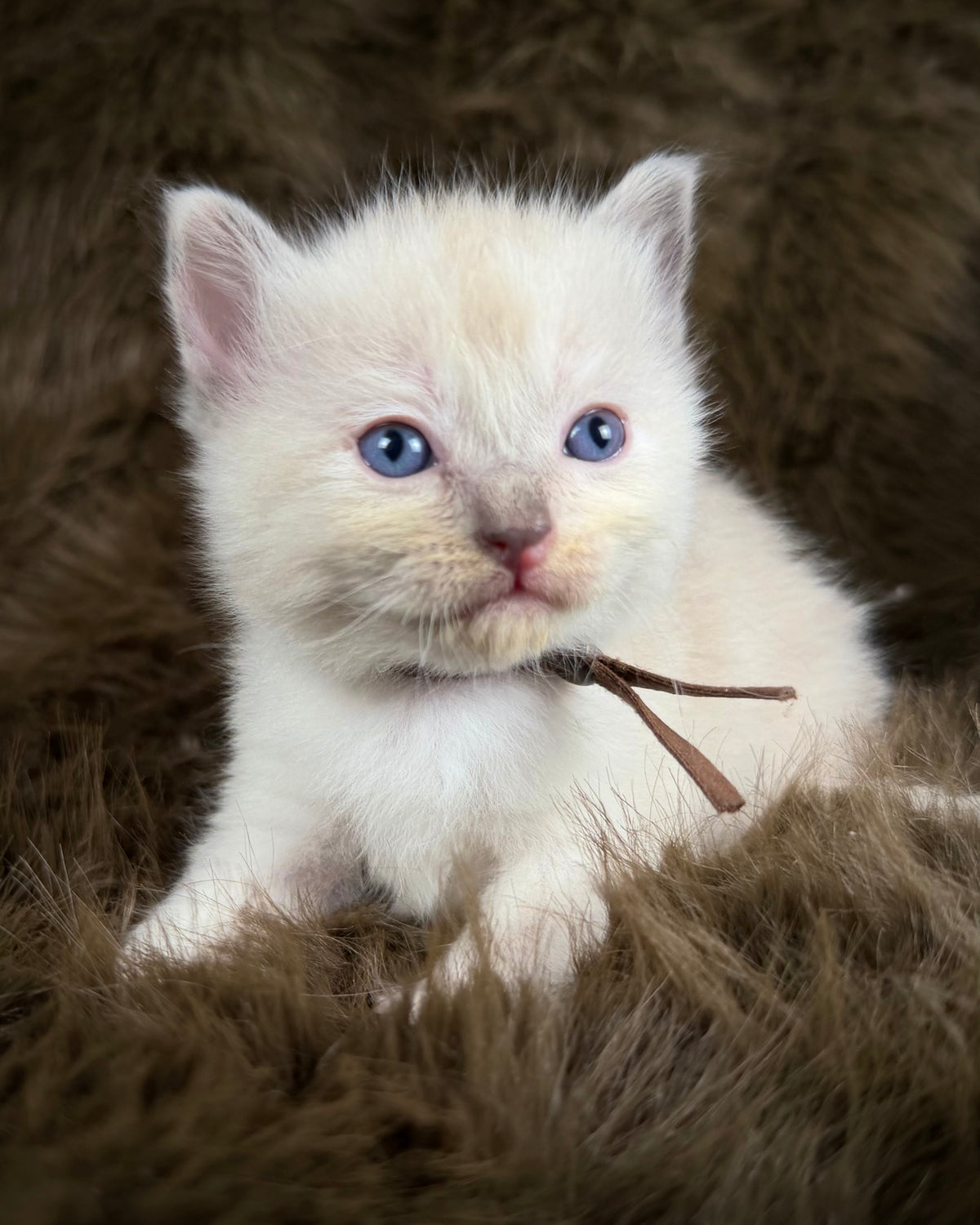Lyra - Seal Sepia tortie mitted - CHERUBIM  FEMALE