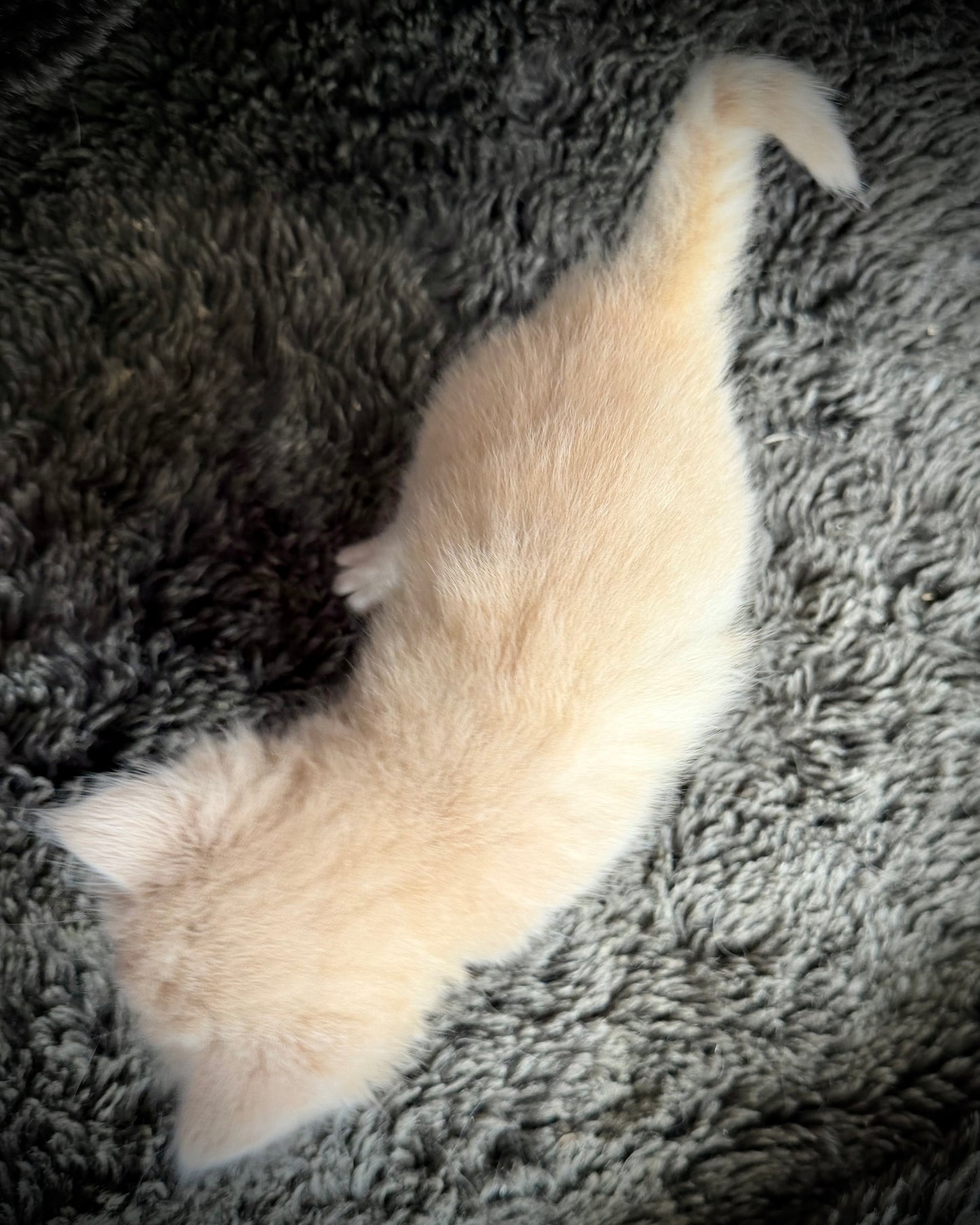 Ginger snap  - MALE  - Flame/cream solid