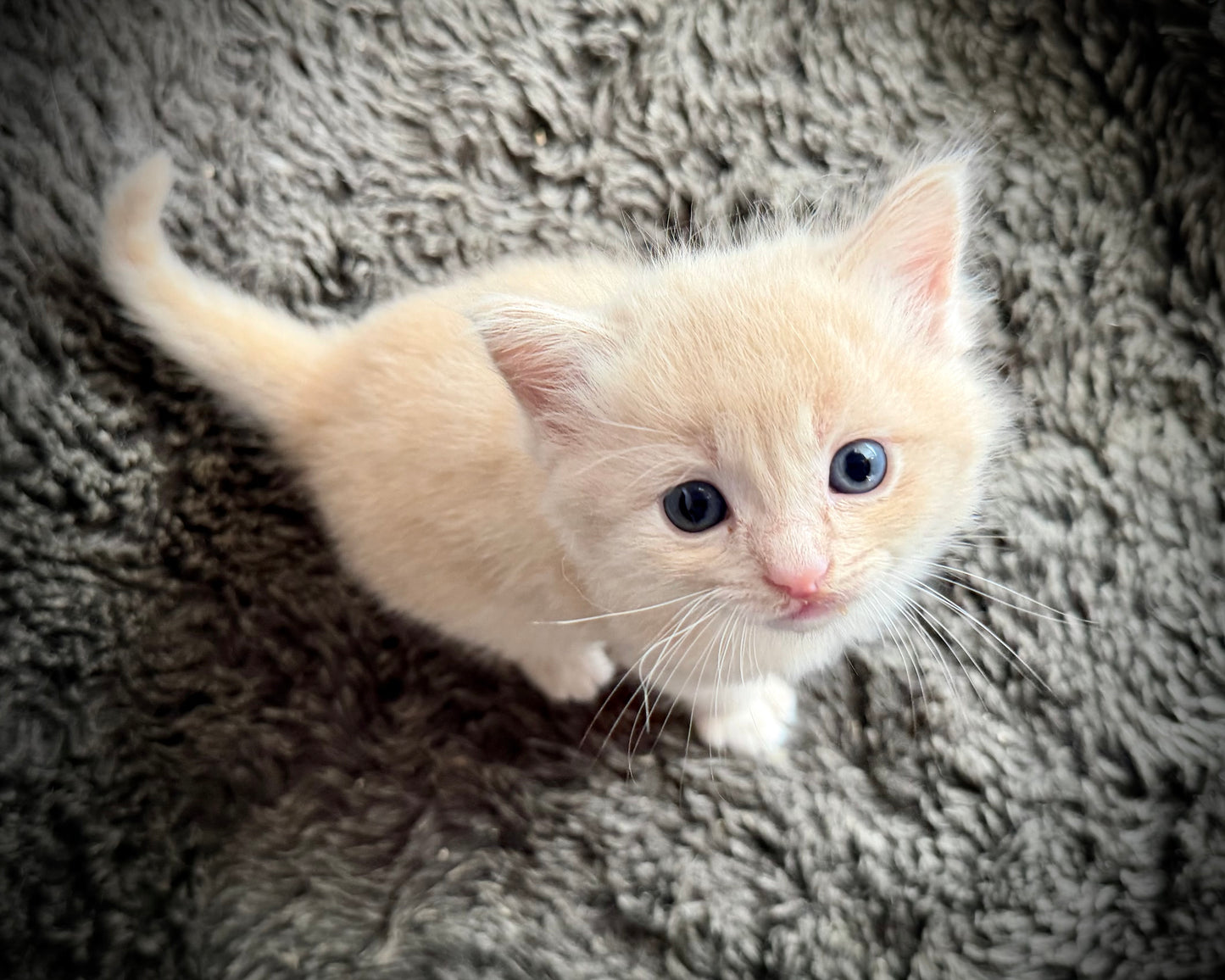 Ginger snap  - MALE  - Flame/cream solid