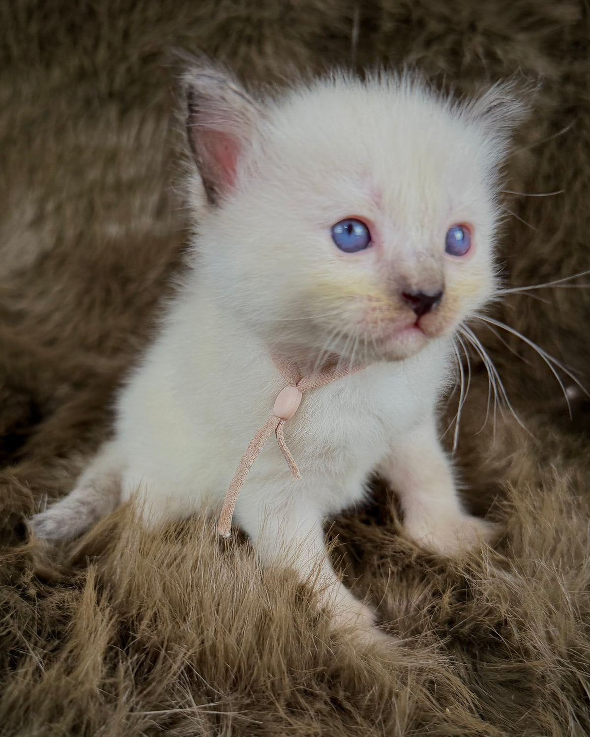 Talitha - Seal/Flame Cream mitted - TRADITIONAL FEMALE