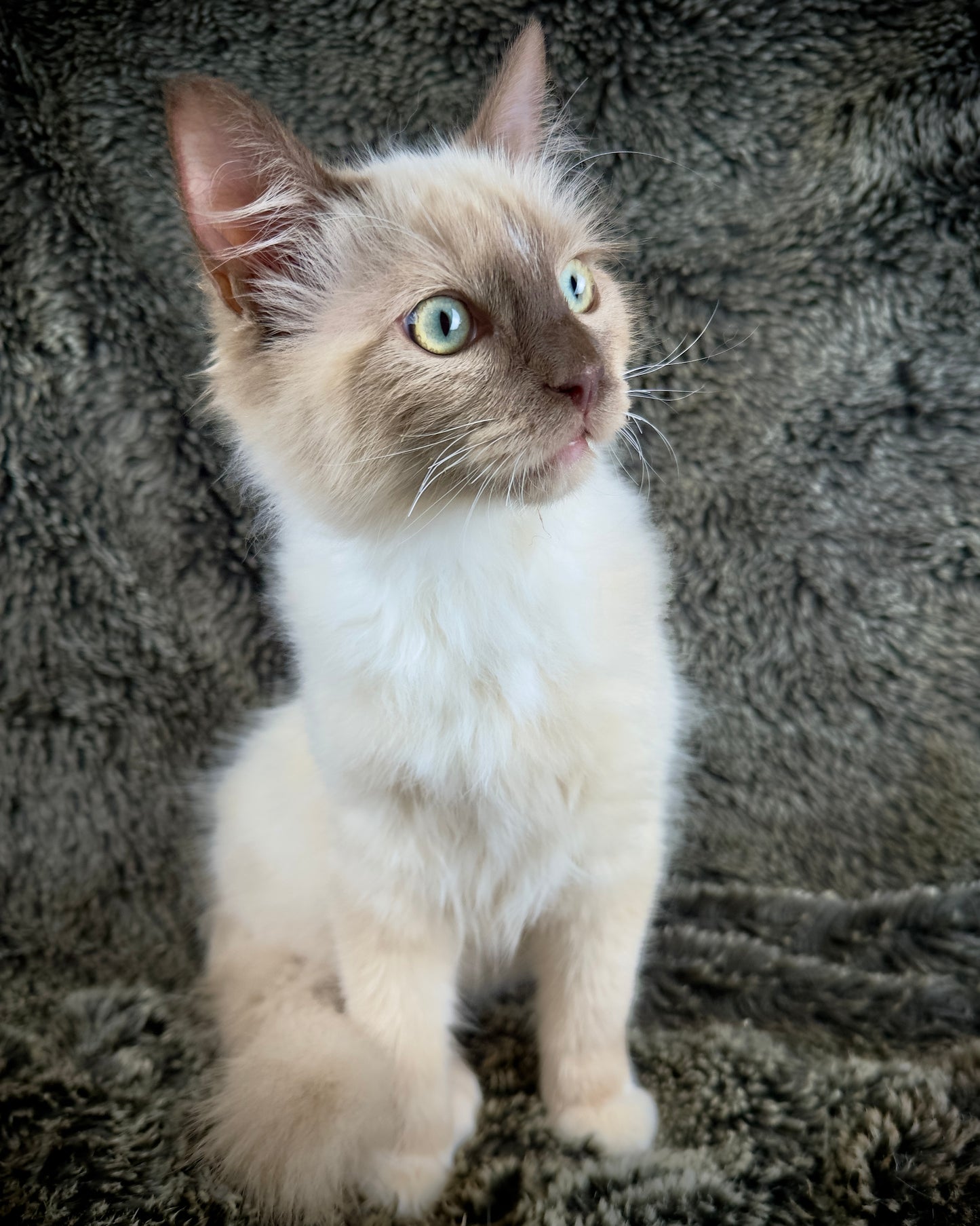 Firecracker - chocolate Mink Mitted -MALE - AVAILABLE 7/4/25