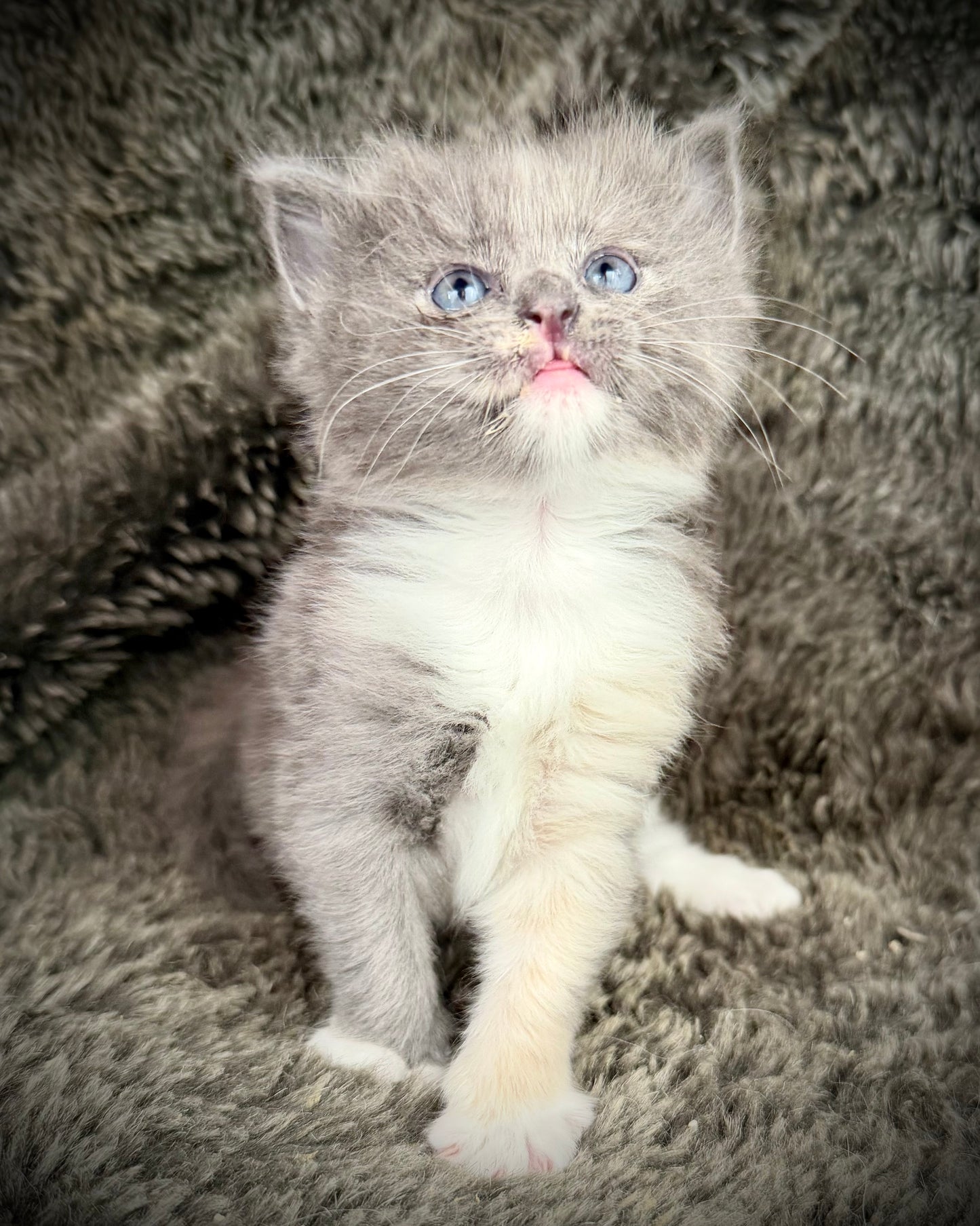 Lorna Doone  - FEMALE  - Blue Tortie solid