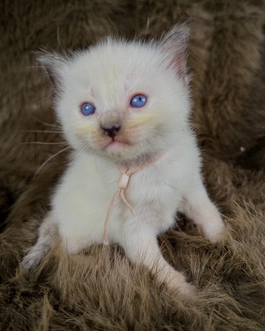 Talitha - Seal/Flame Cream mitted - TRADITIONAL FEMALE
