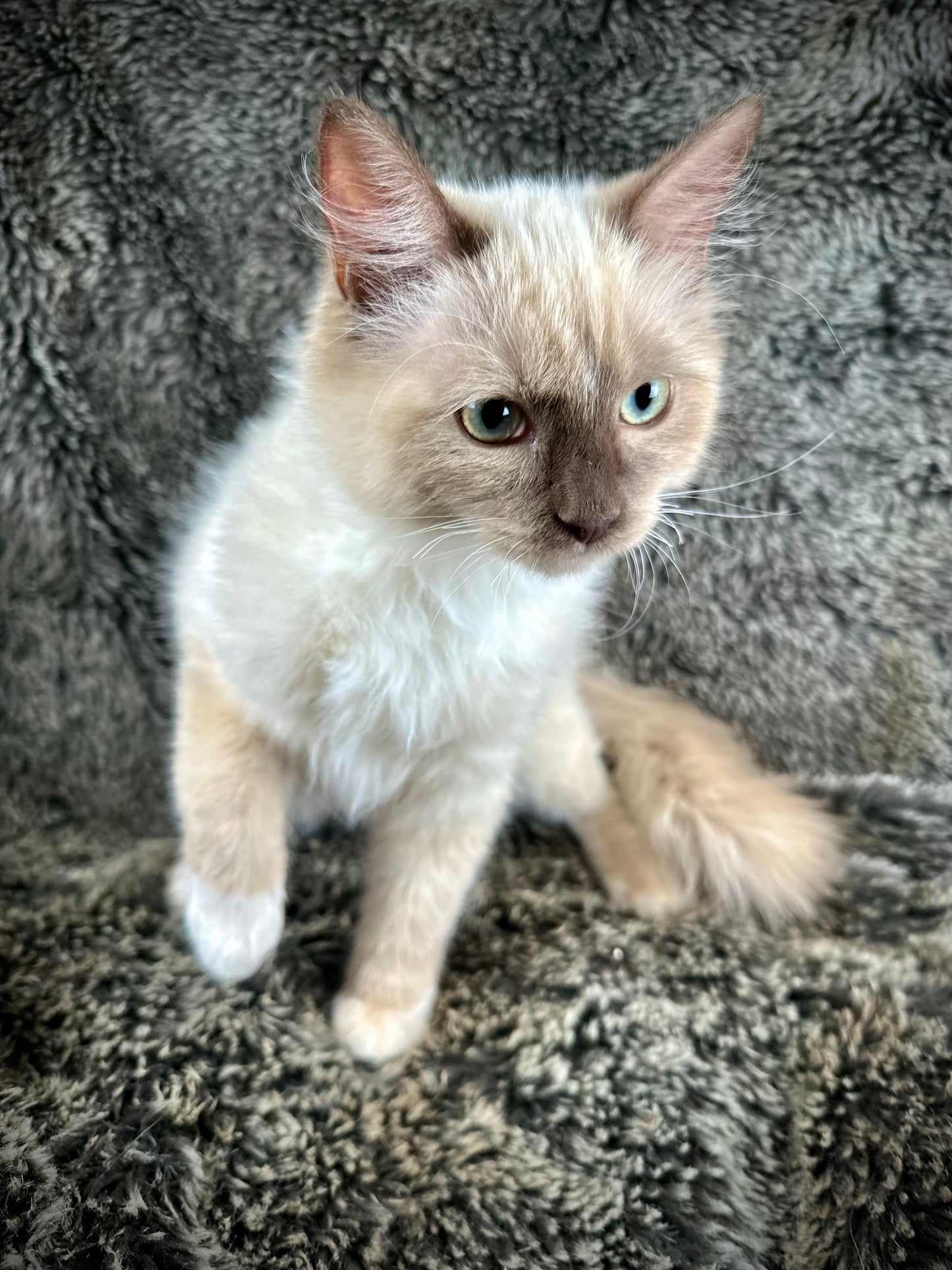 Firecracker - chocolate Mink Mitted -MALE - AVAILABLE 7/4/25