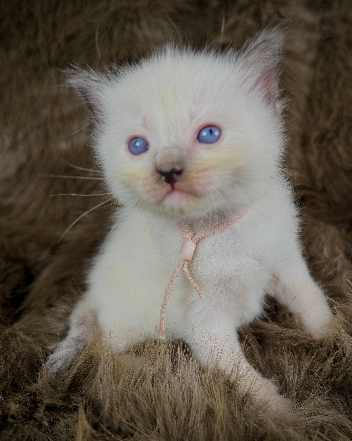 Talitha - Seal/Flame Cream mitted - TRADITIONAL FEMALE