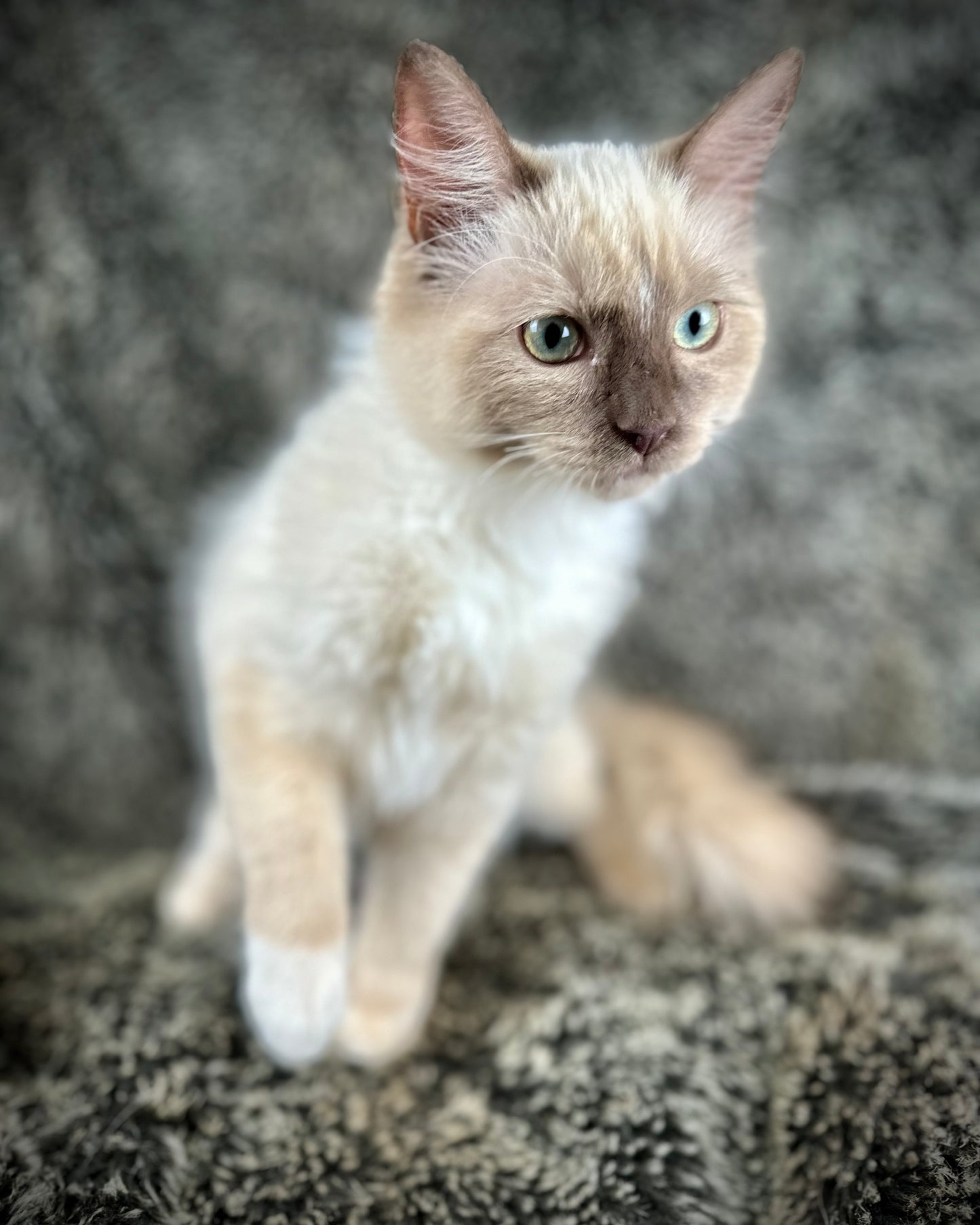 Firecracker - chocolate Mink Mitted -MALE - AVAILABLE 7/4/25