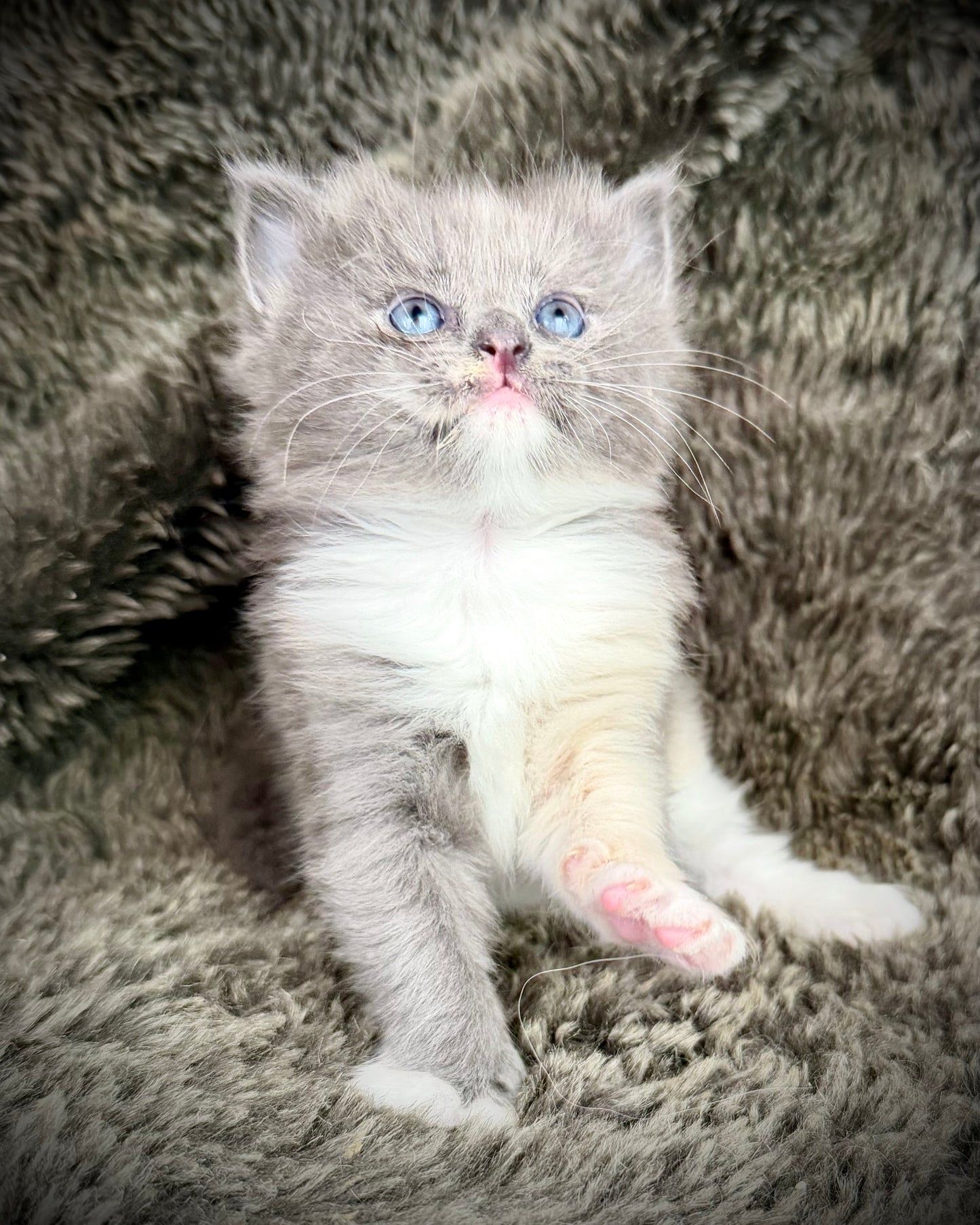 Lorna Doone  - FEMALE  - Blue Tortie solid