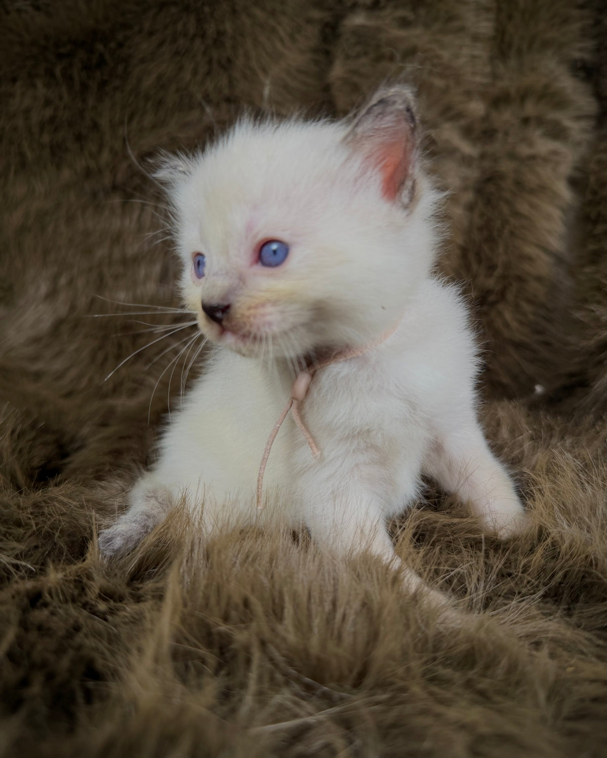 Talitha - Seal/Flame Cream mitted - TRADITIONAL FEMALE