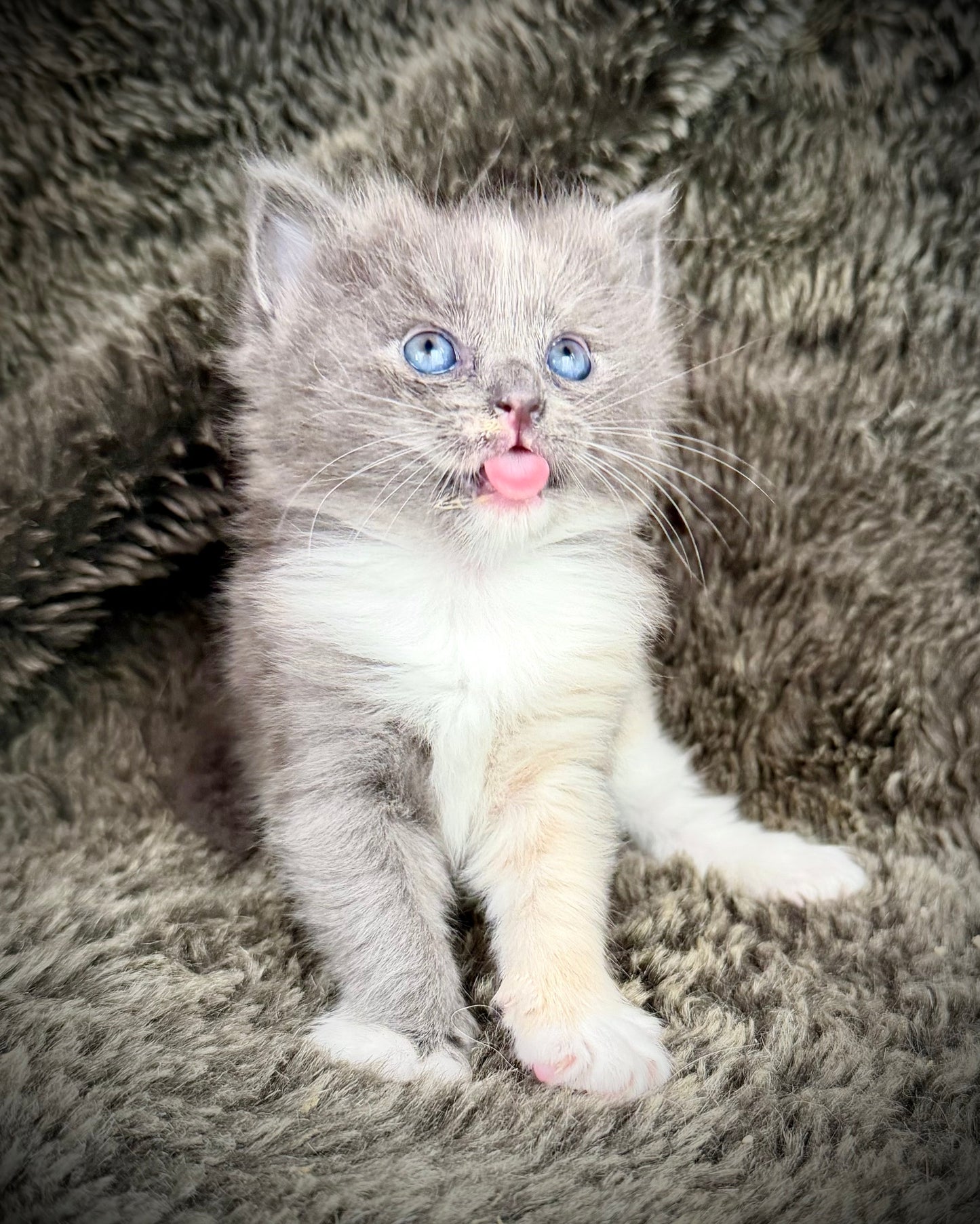 Lorna Doone  - FEMALE  - Blue Tortie solid