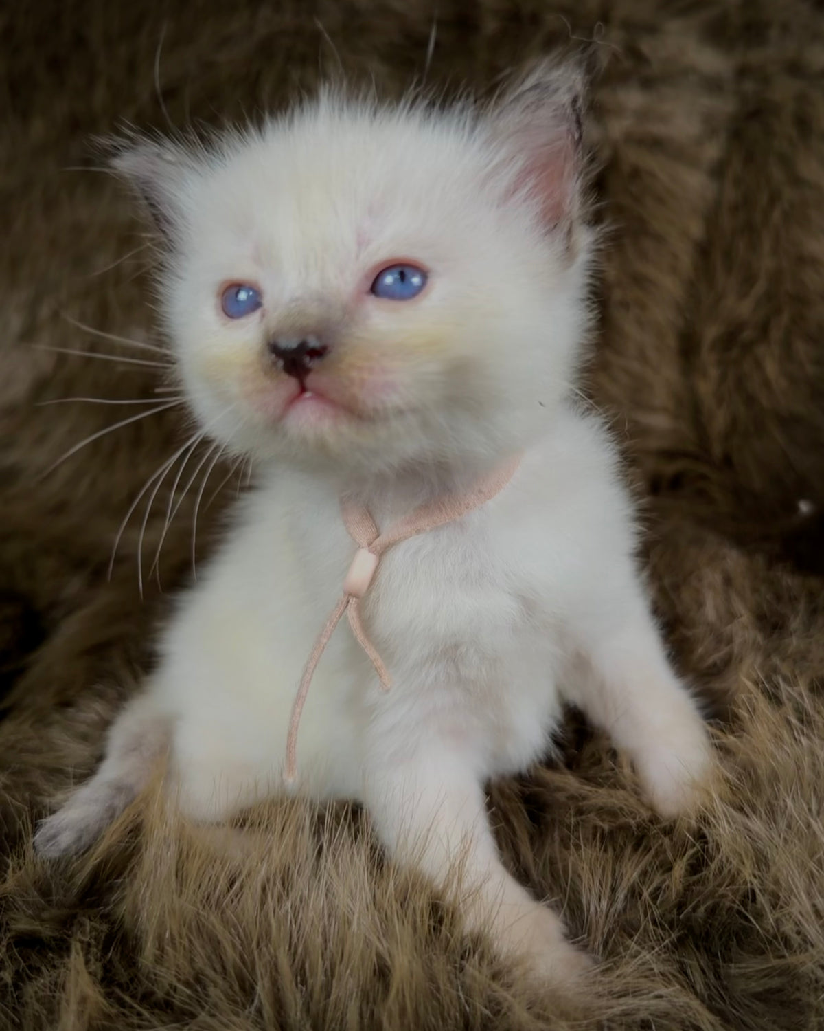 Talitha - Seal/Flame Cream mitted - TRADITIONAL FEMALE