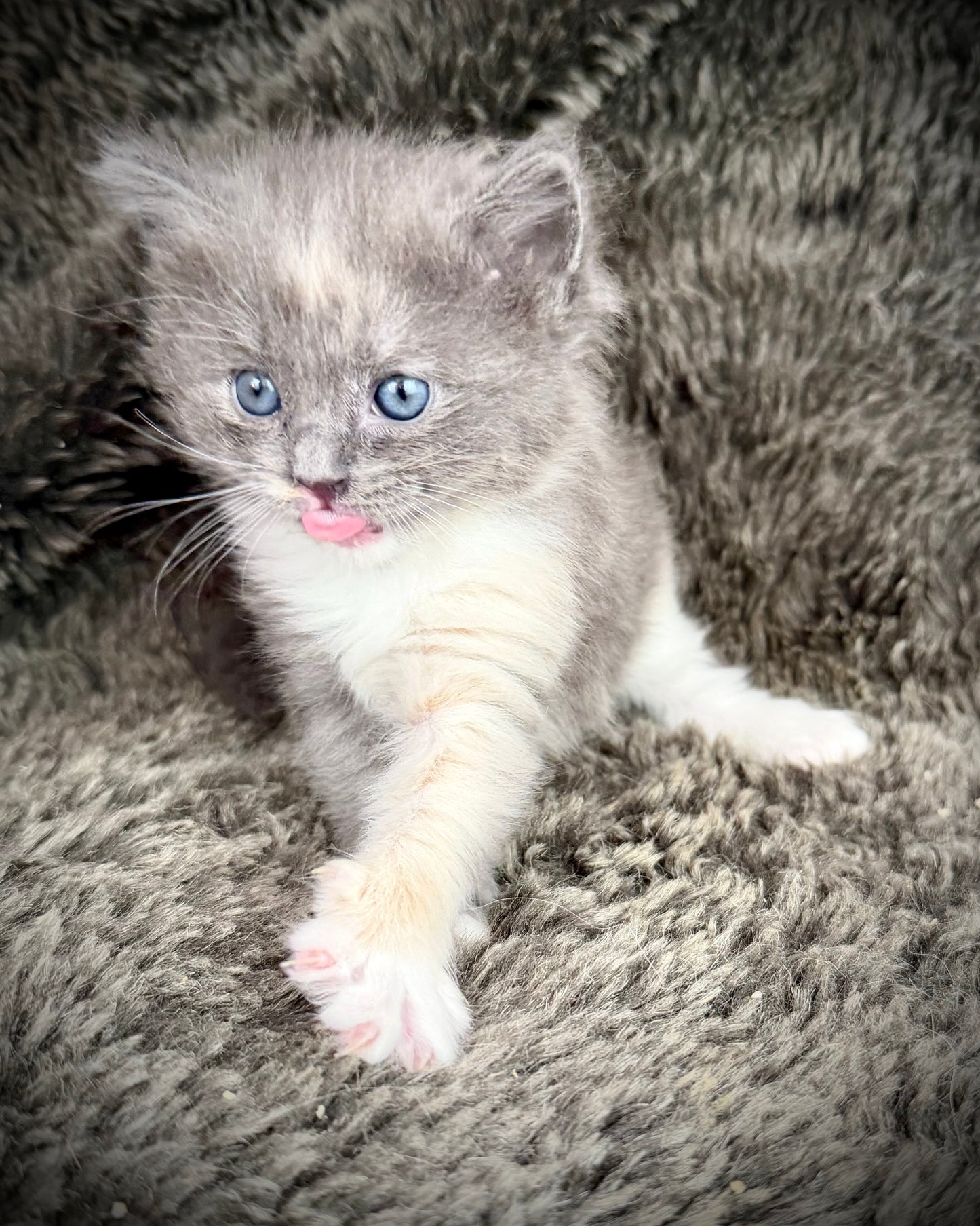Lorna Doone  - FEMALE  - Blue Tortie solid