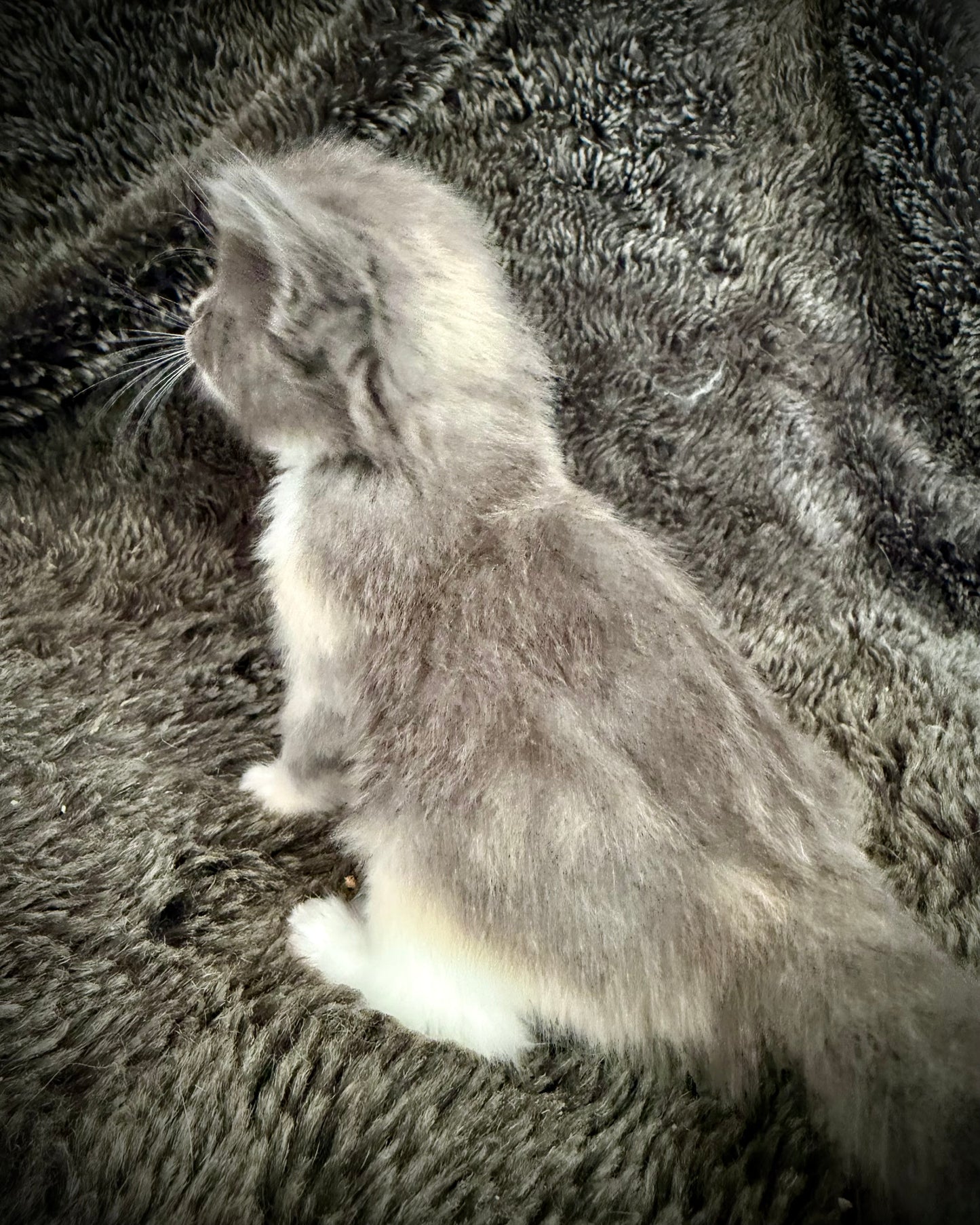 Lorna Doone  - FEMALE  - Blue Tortie solid