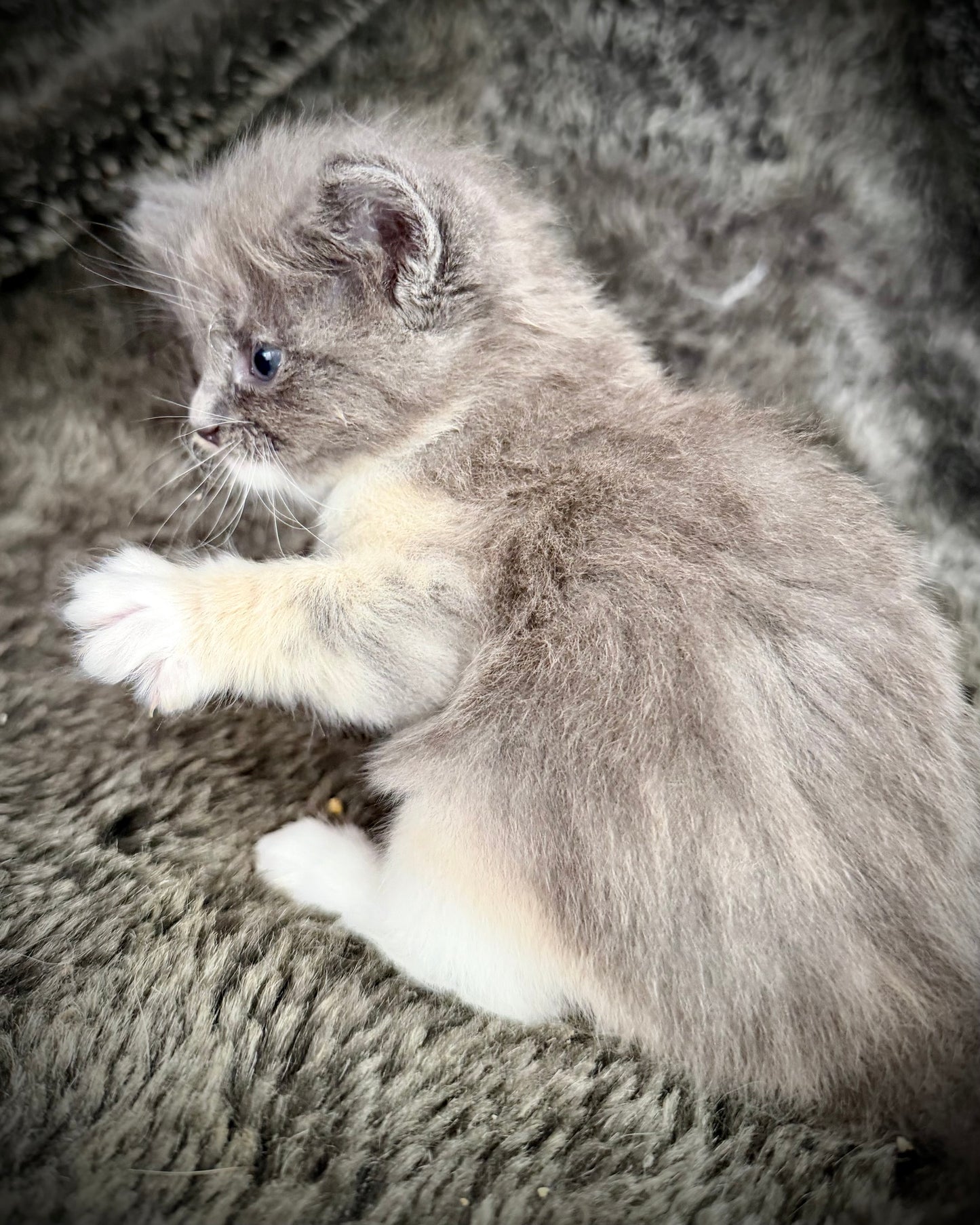 Lorna Doone  - FEMALE  - Blue Tortie solid
