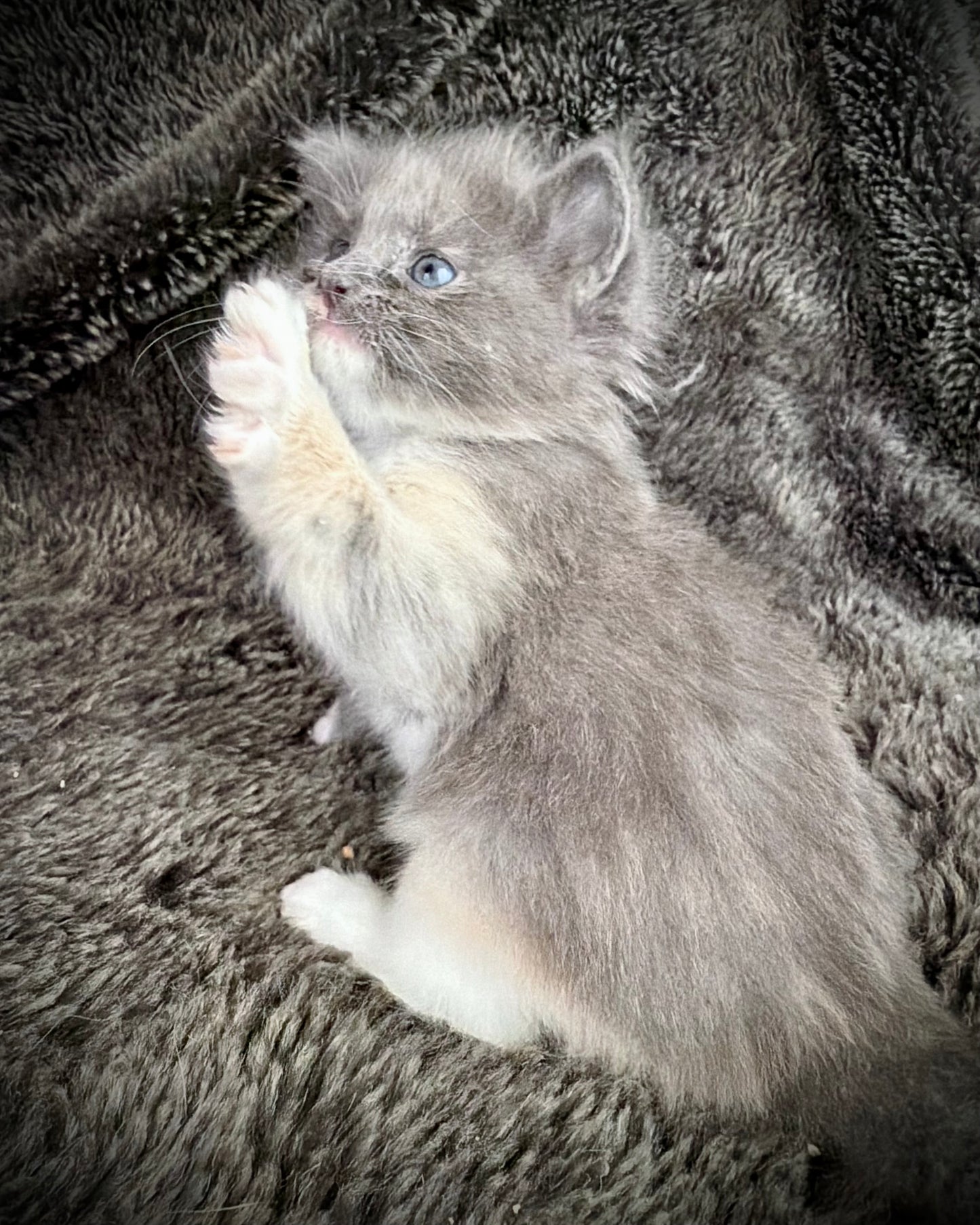 Lorna Doone  - FEMALE  - Blue Tortie solid