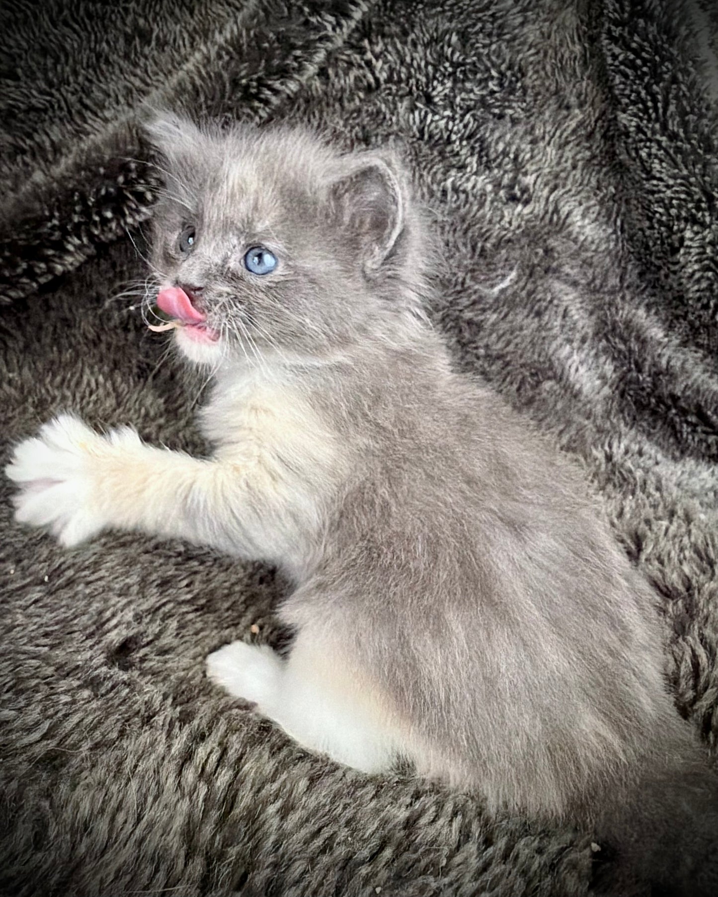 Lorna Doone  - FEMALE  - Blue Tortie solid
