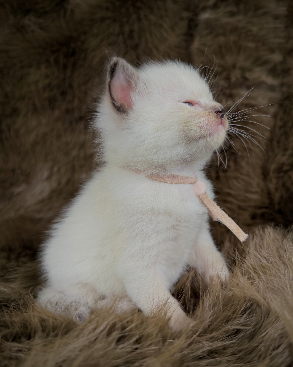 Talitha - Seal/Flame Cream mitted - TRADITIONAL FEMALE