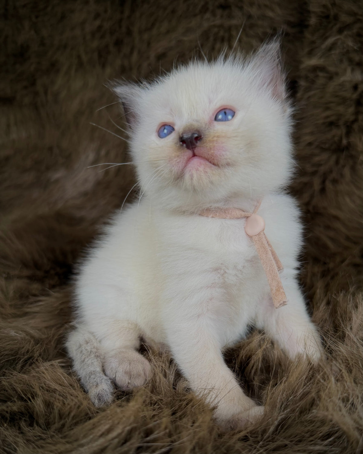 Talitha - Seal/Flame Cream mitted - TRADITIONAL FEMALE