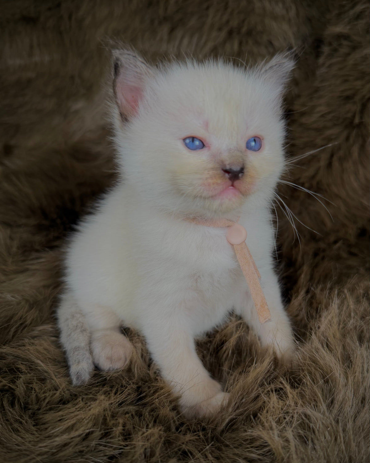 Talitha - Seal/Flame Cream mitted - TRADITIONAL FEMALE