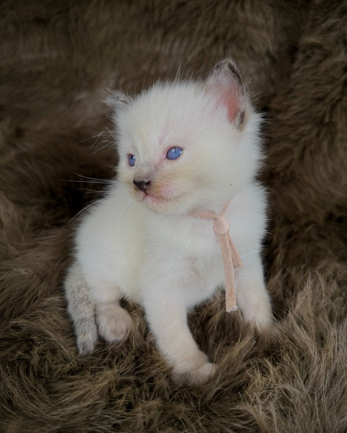 Talitha - Seal/Flame Cream mitted - TRADITIONAL FEMALE