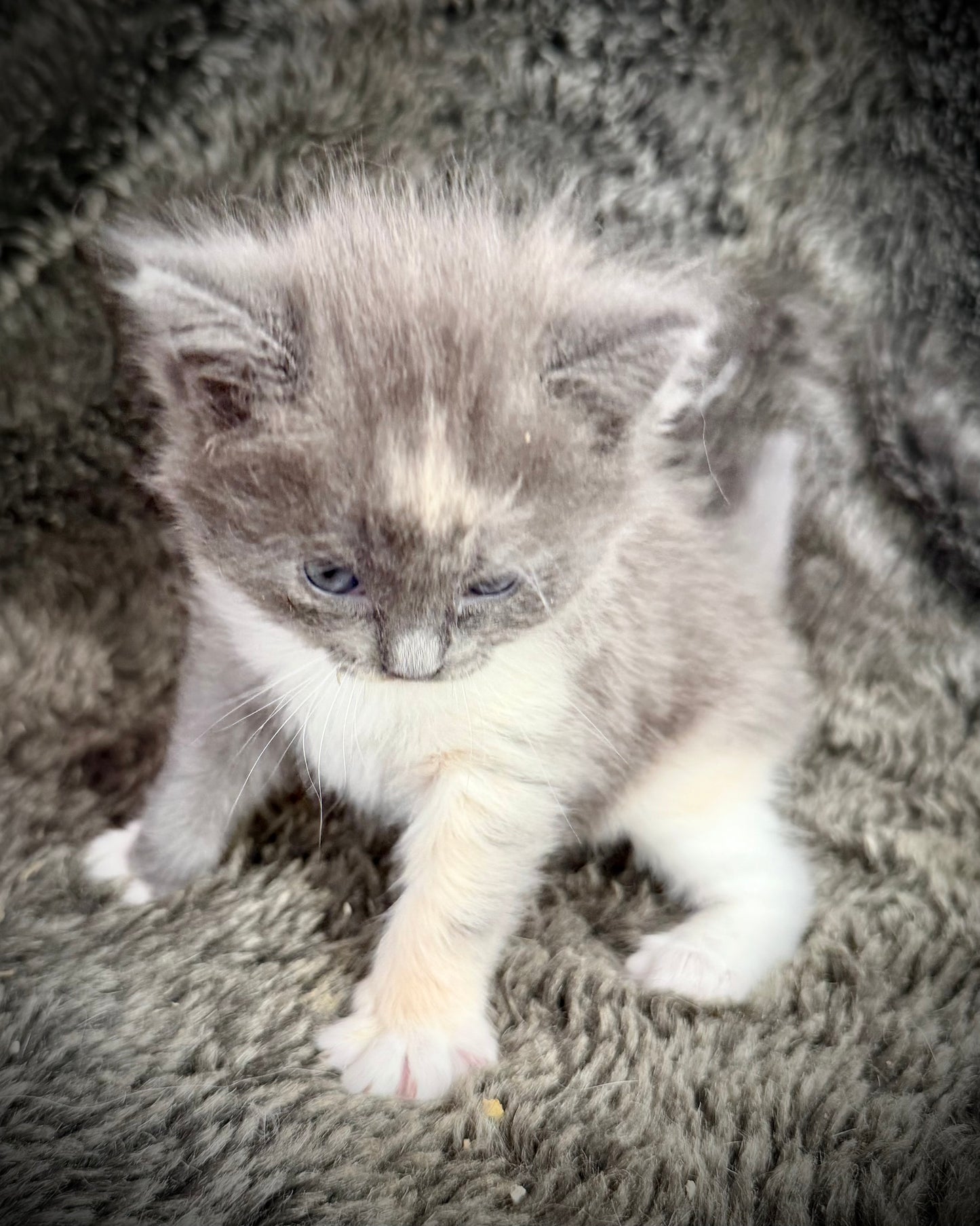 Lorna Doone  - FEMALE  - Blue Tortie solid