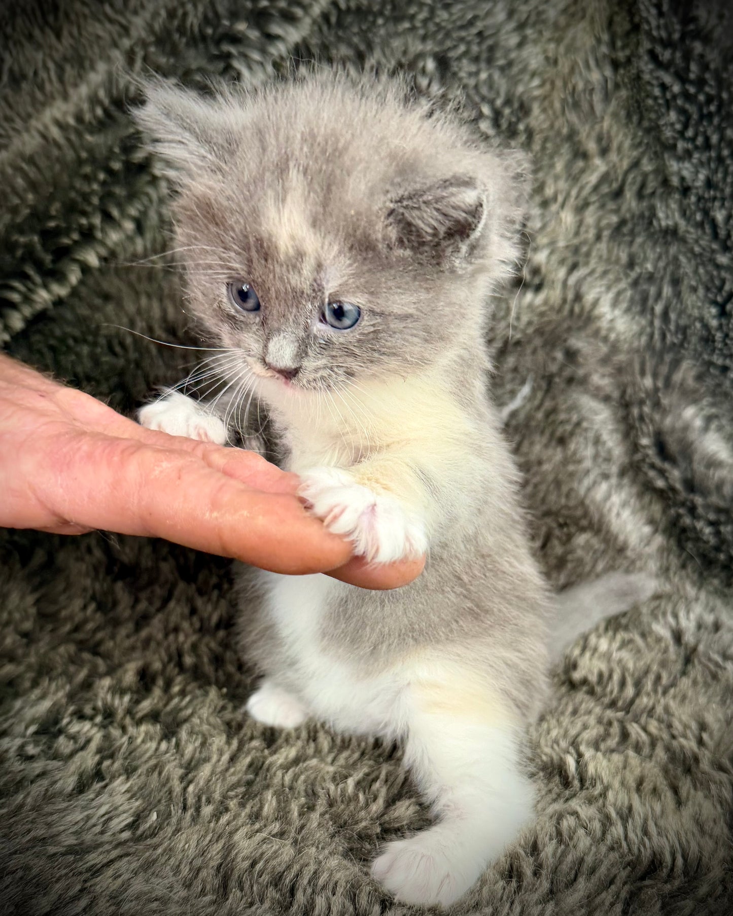 Lorna Doone  - FEMALE  - Blue Tortie solid