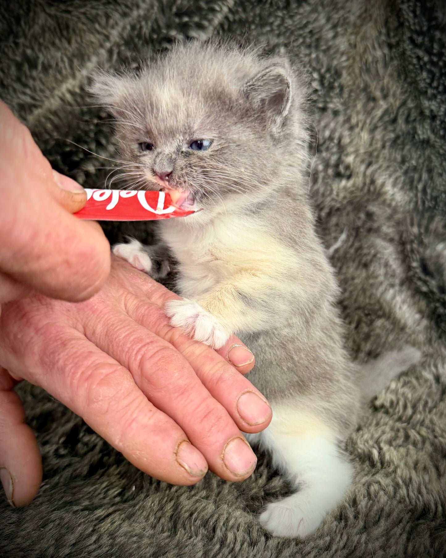 Lorna Doone  - FEMALE  - Blue Tortie solid