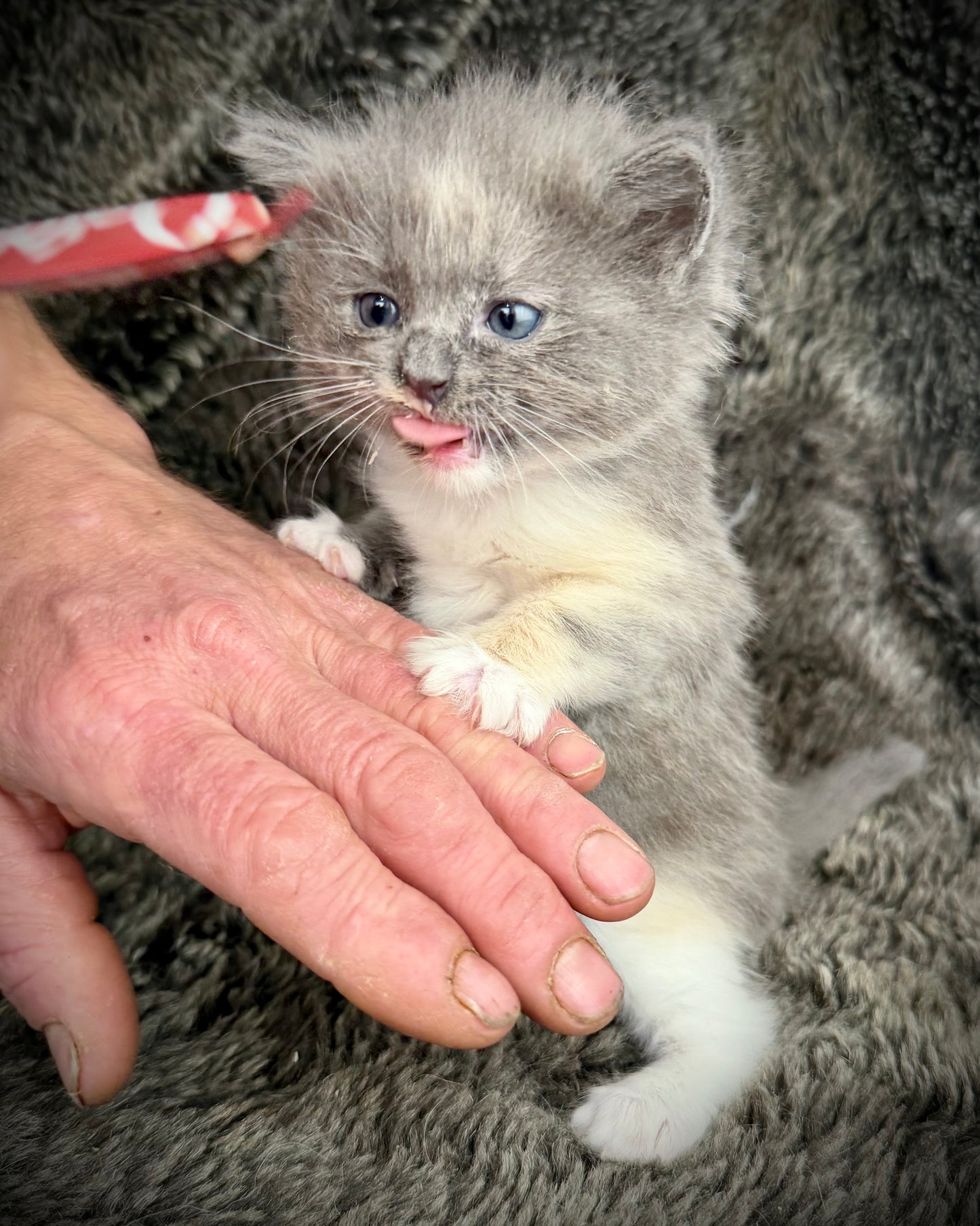 Lorna Doone  - FEMALE  - Blue Tortie solid