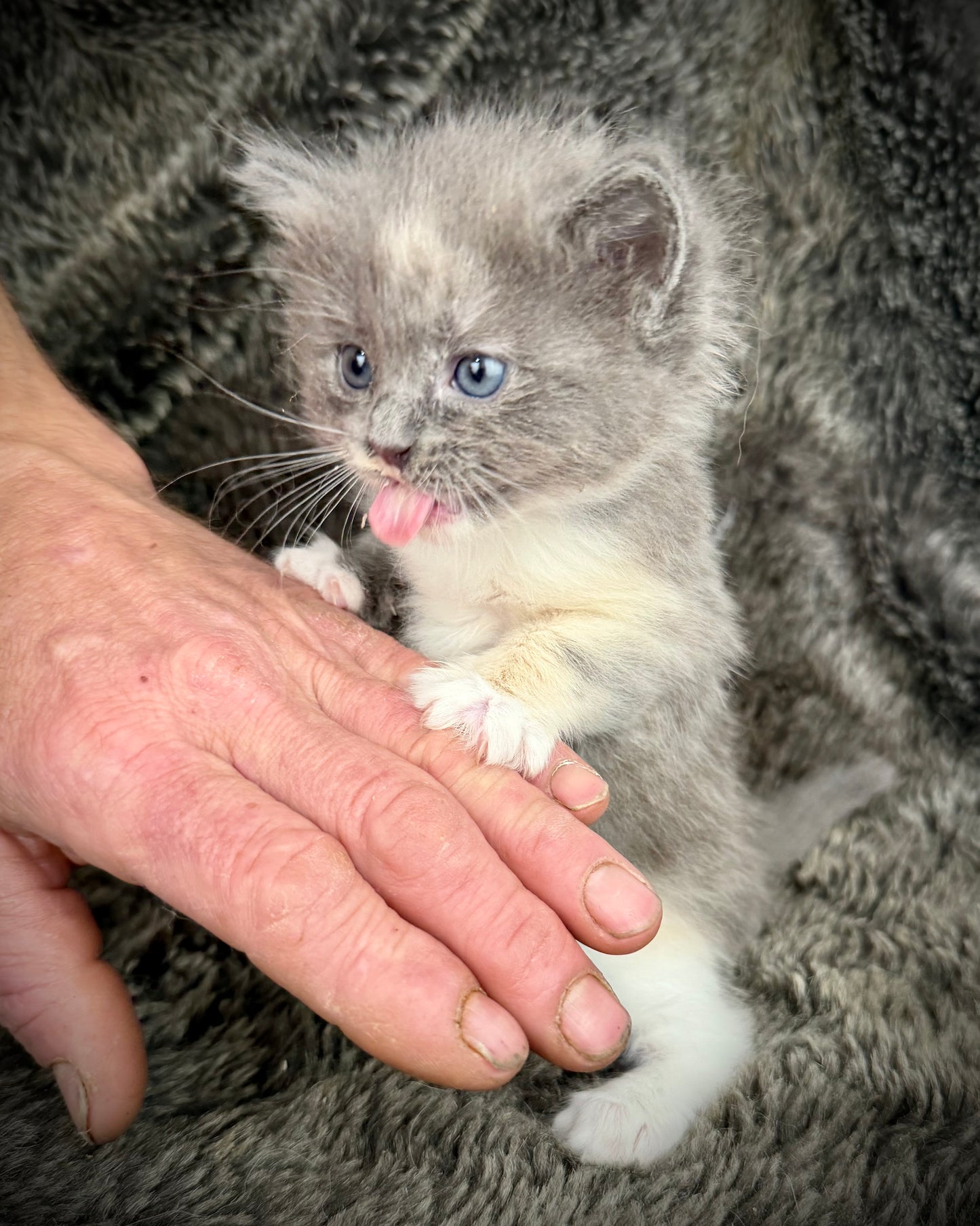 Lorna Doone  - FEMALE  - Blue Tortie solid