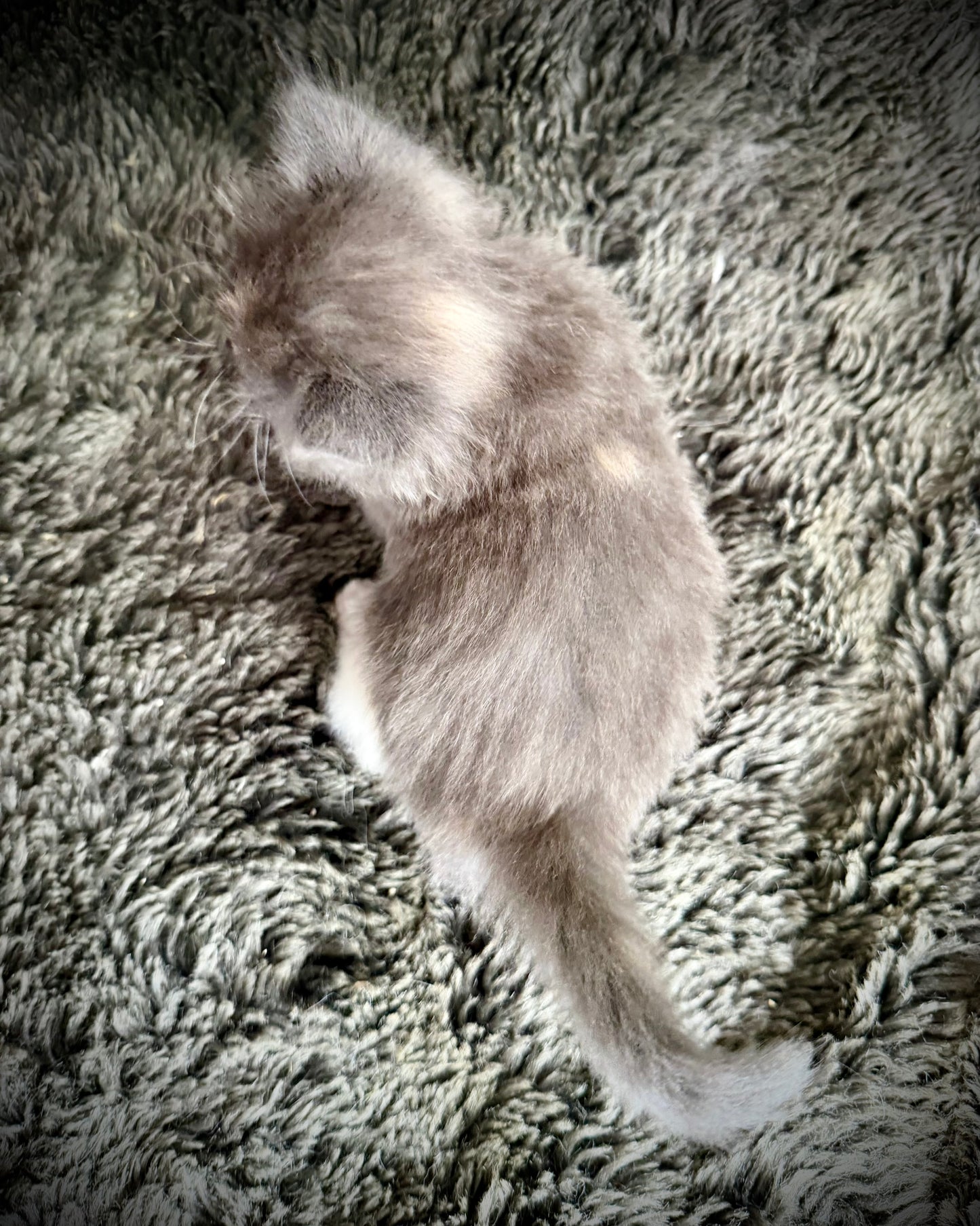 Lorna Doone  - FEMALE  - Blue Tortie solid