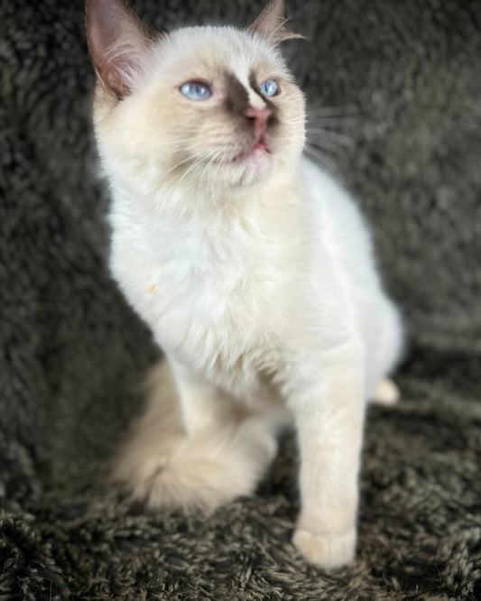 Liberty - chocolate Mitted with Blaze - MALE - AVAILABLE 7/4/25