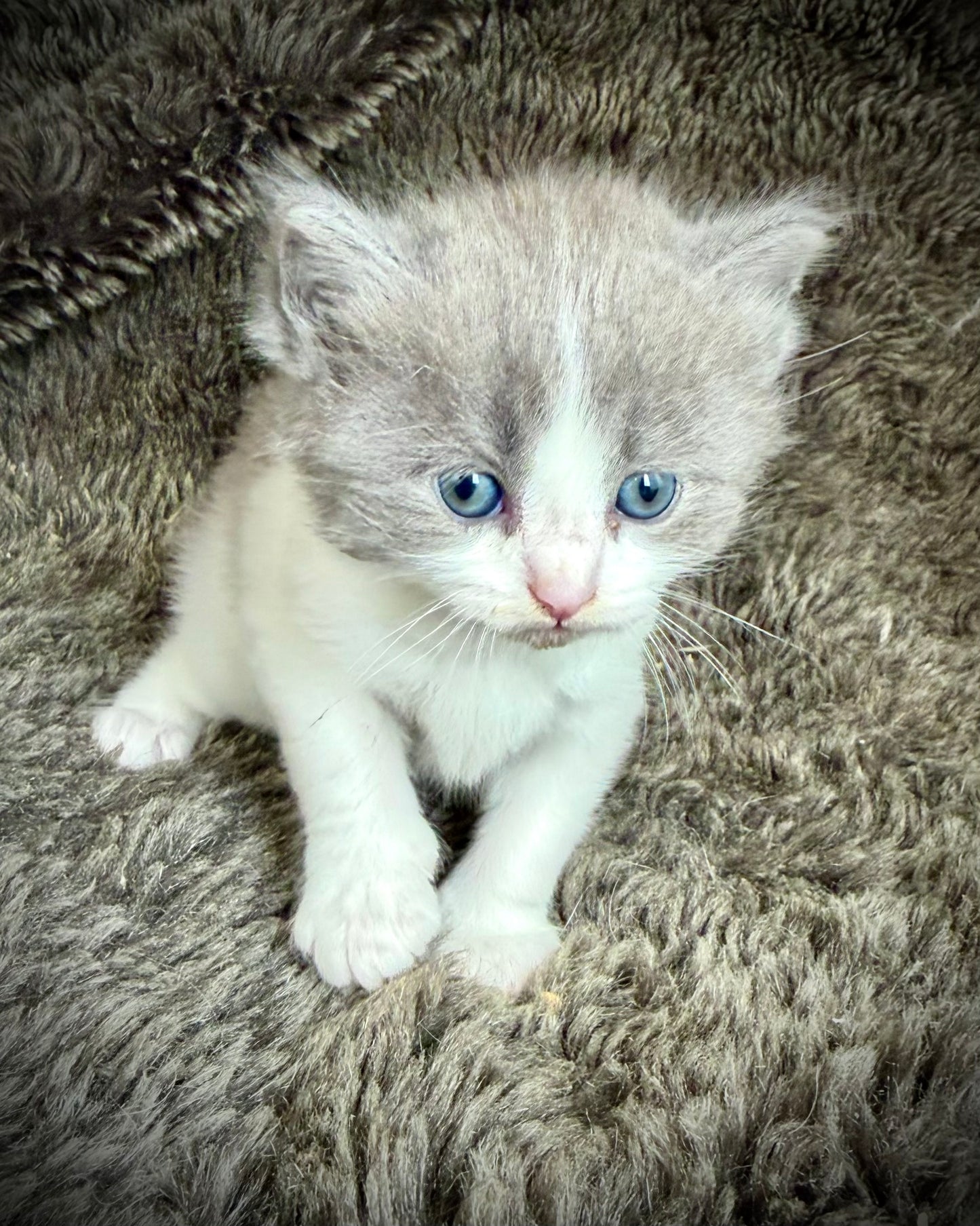 Macaroon - MALE  - Blue Bicolor solid