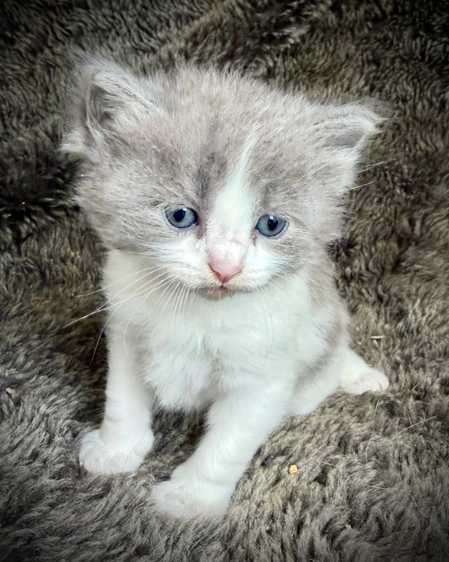 Macaroon - MALE  - Blue Bicolor solid